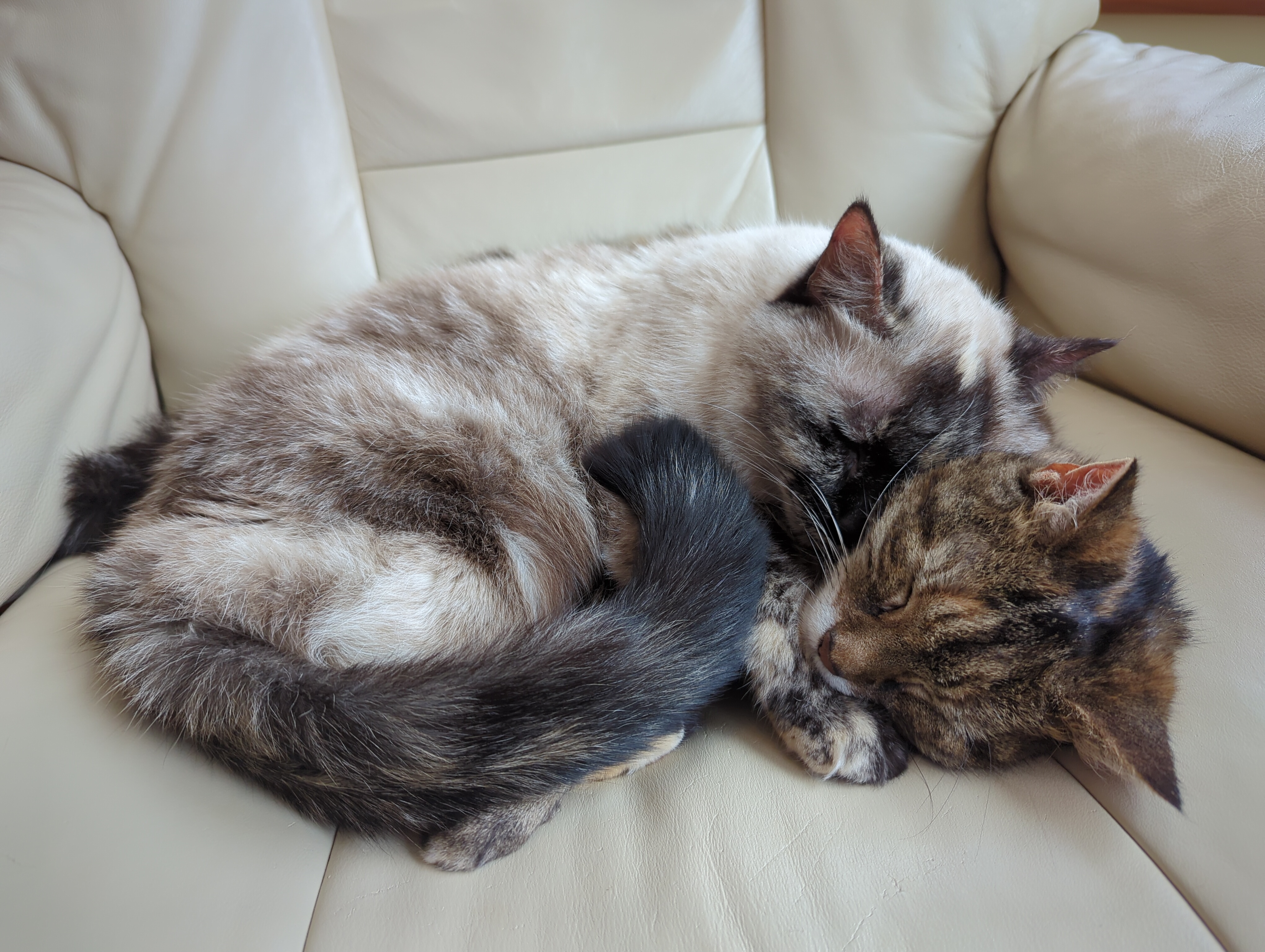 Wishing you a joyful Caturday from two lifelong pals!