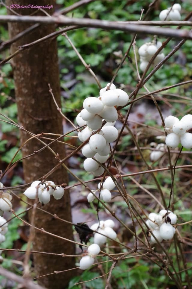 Deliciously sweet snowberries: nature's little treasures.
