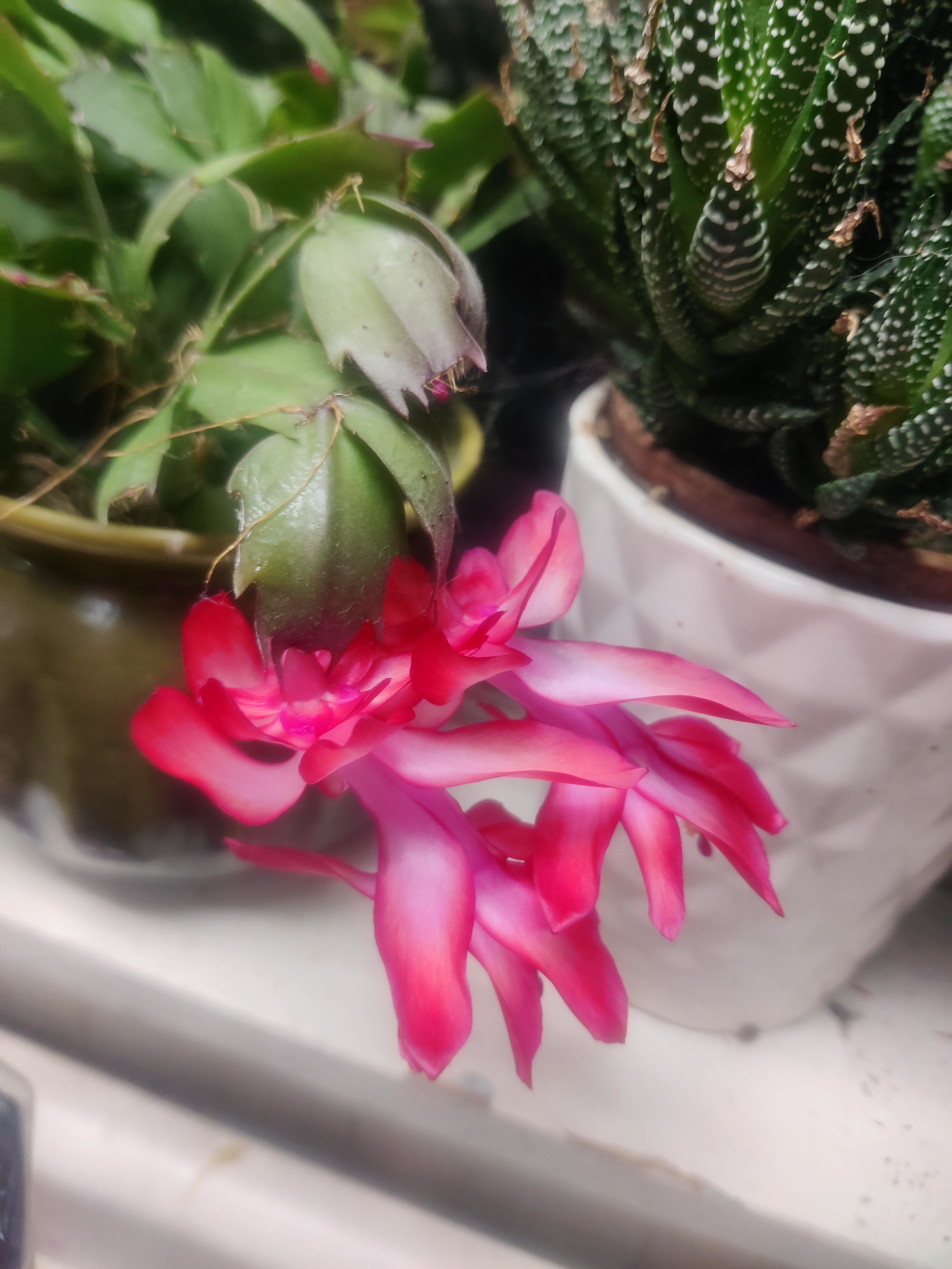 Is this a Christmas cactus I see?