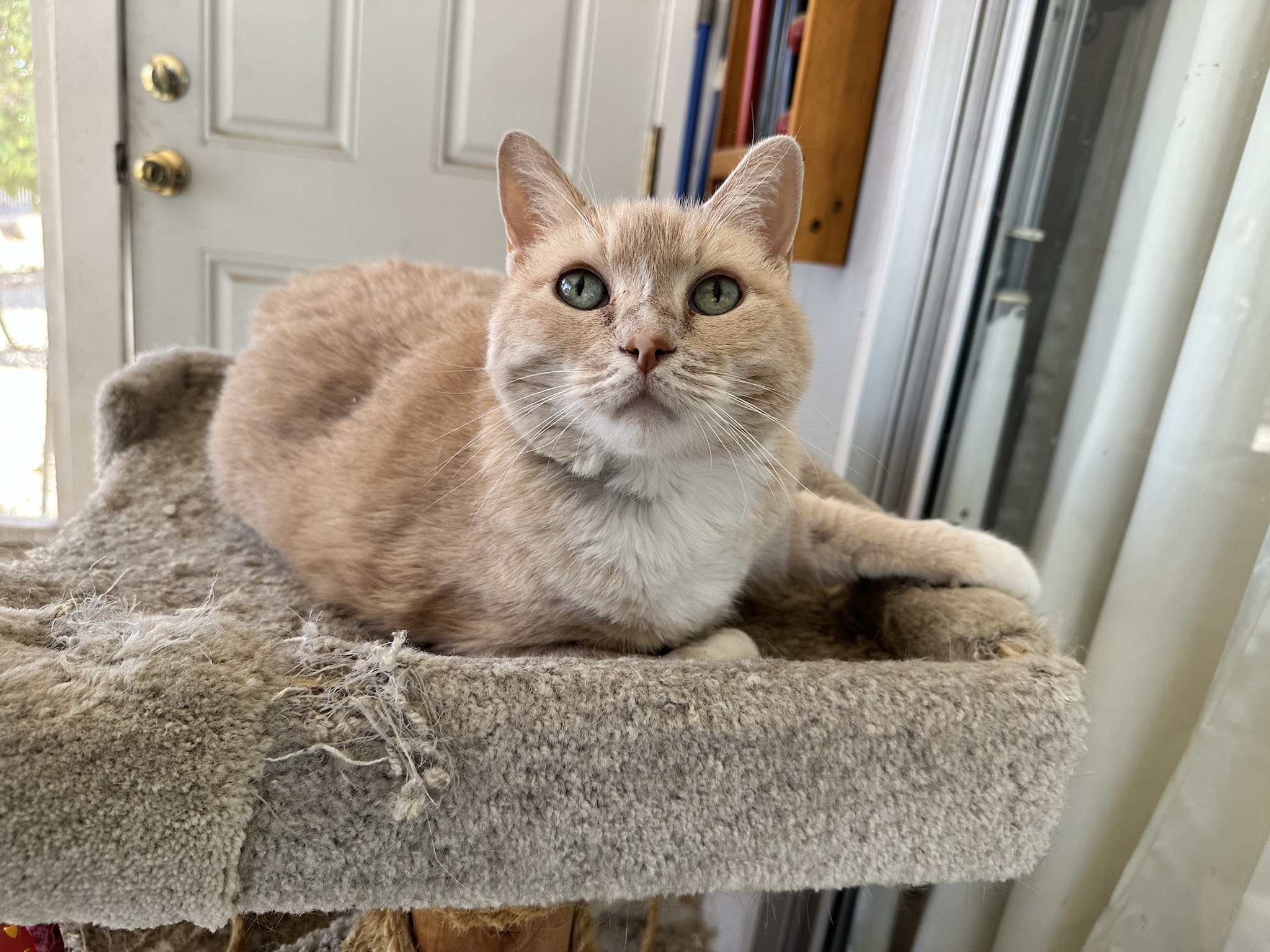 Meet Marley, the famous Grams cat!