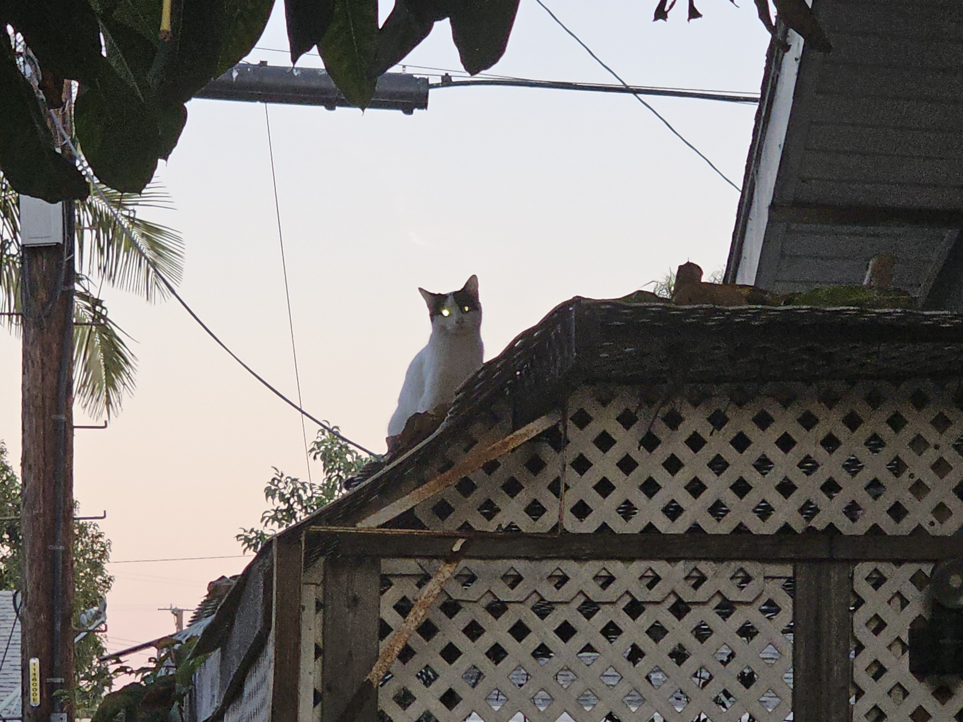 Meet the charming neighborhood cat!