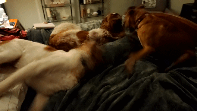 Sometimes I Wonder If They Realize This Bed Is Mine Too...