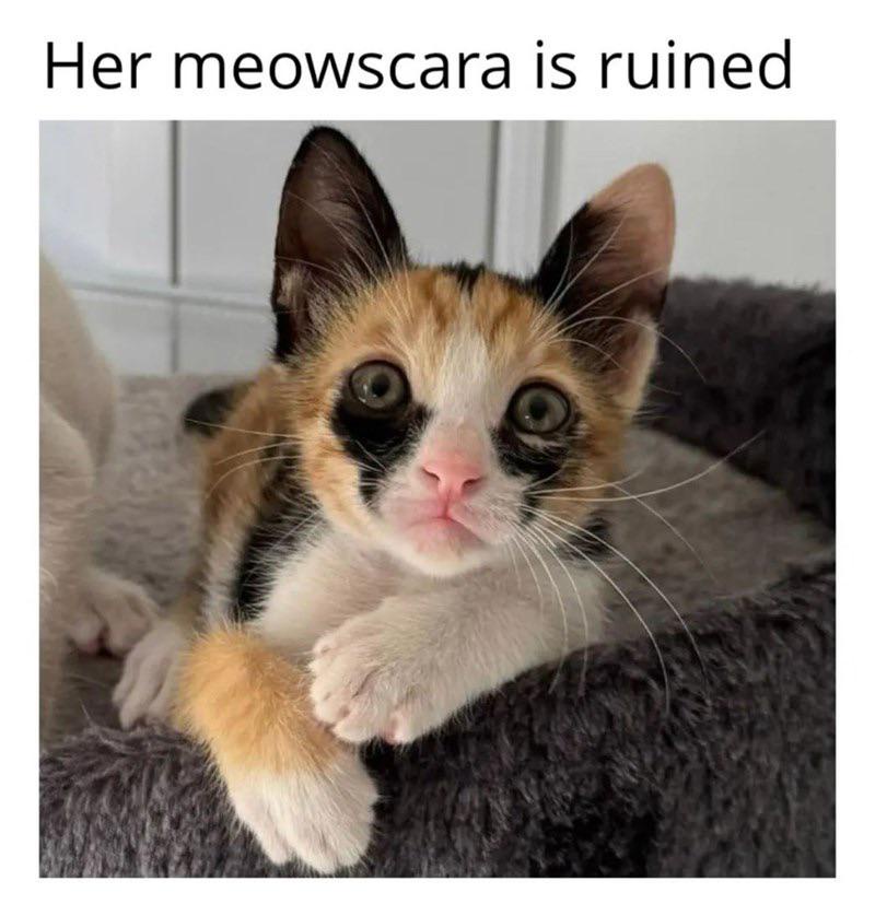 Cat Memes to Brighten Your Day: Volume 2
