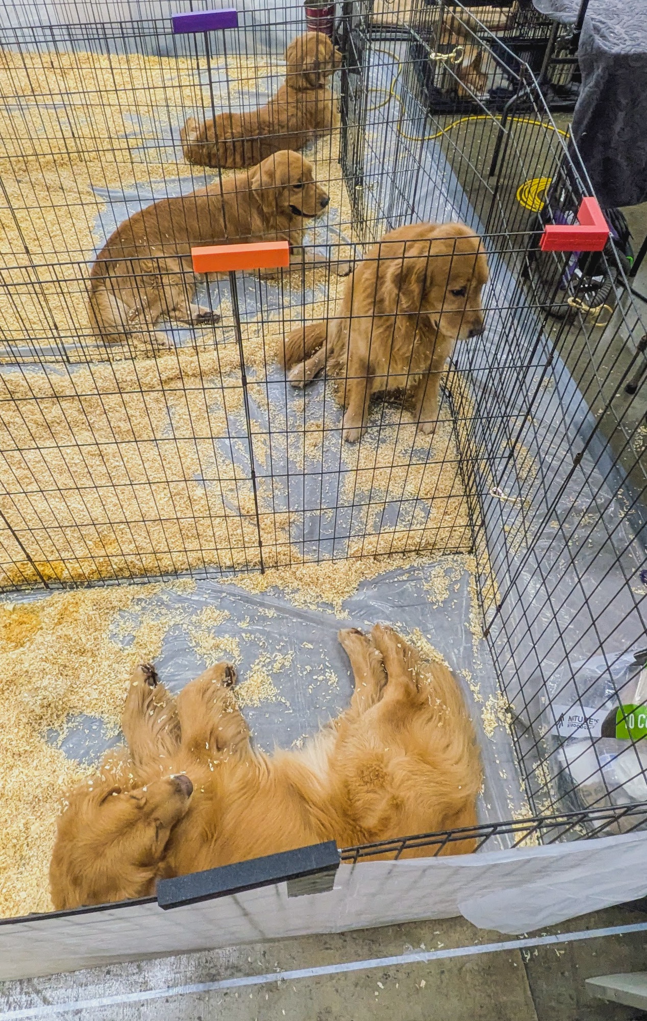 Golden Retrievers getting pampered before their big moment