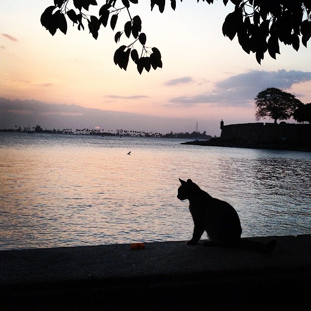 Meet Today's Adorable Feline Star