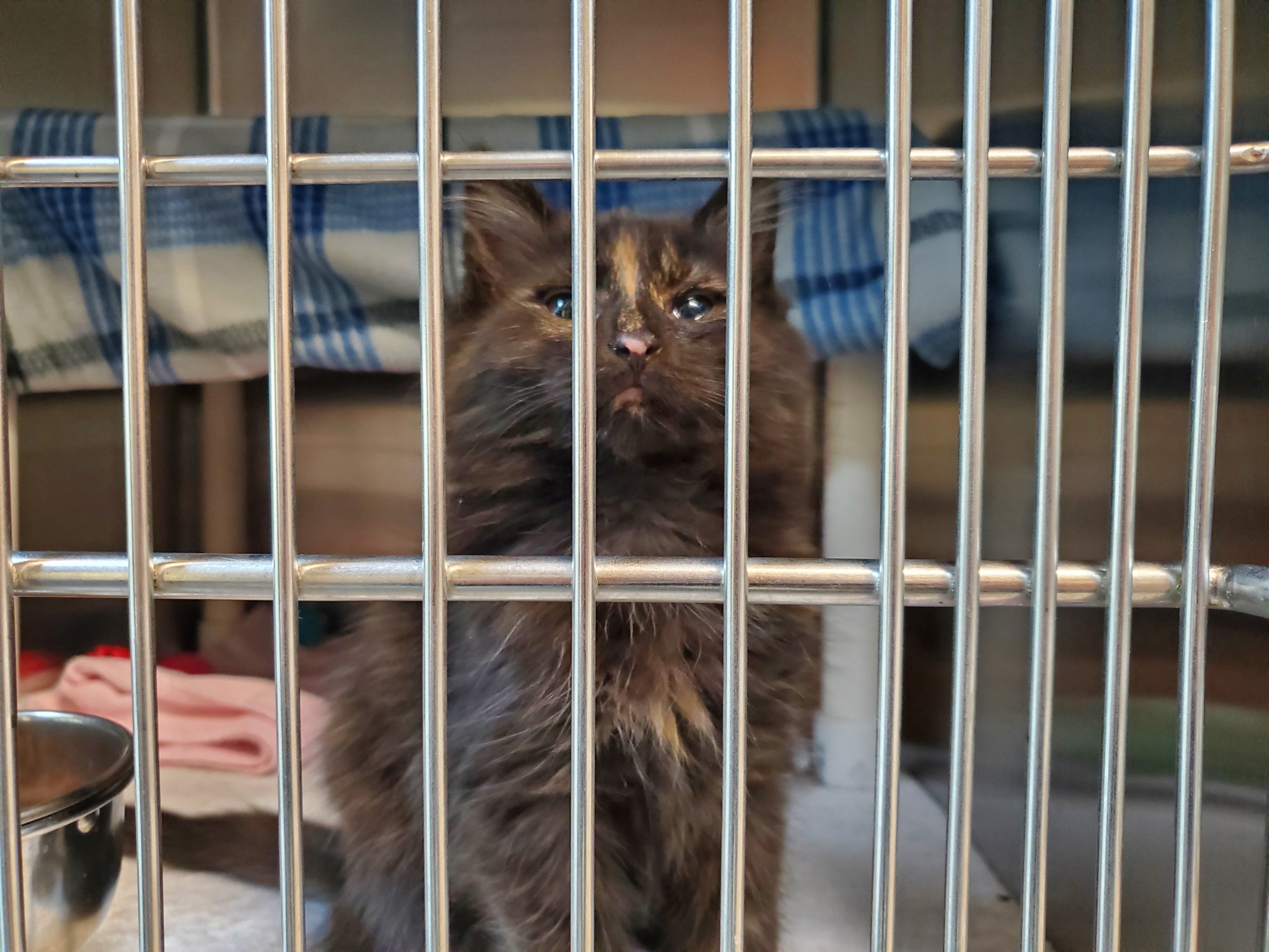 A visit to the shelter that turned into a close call