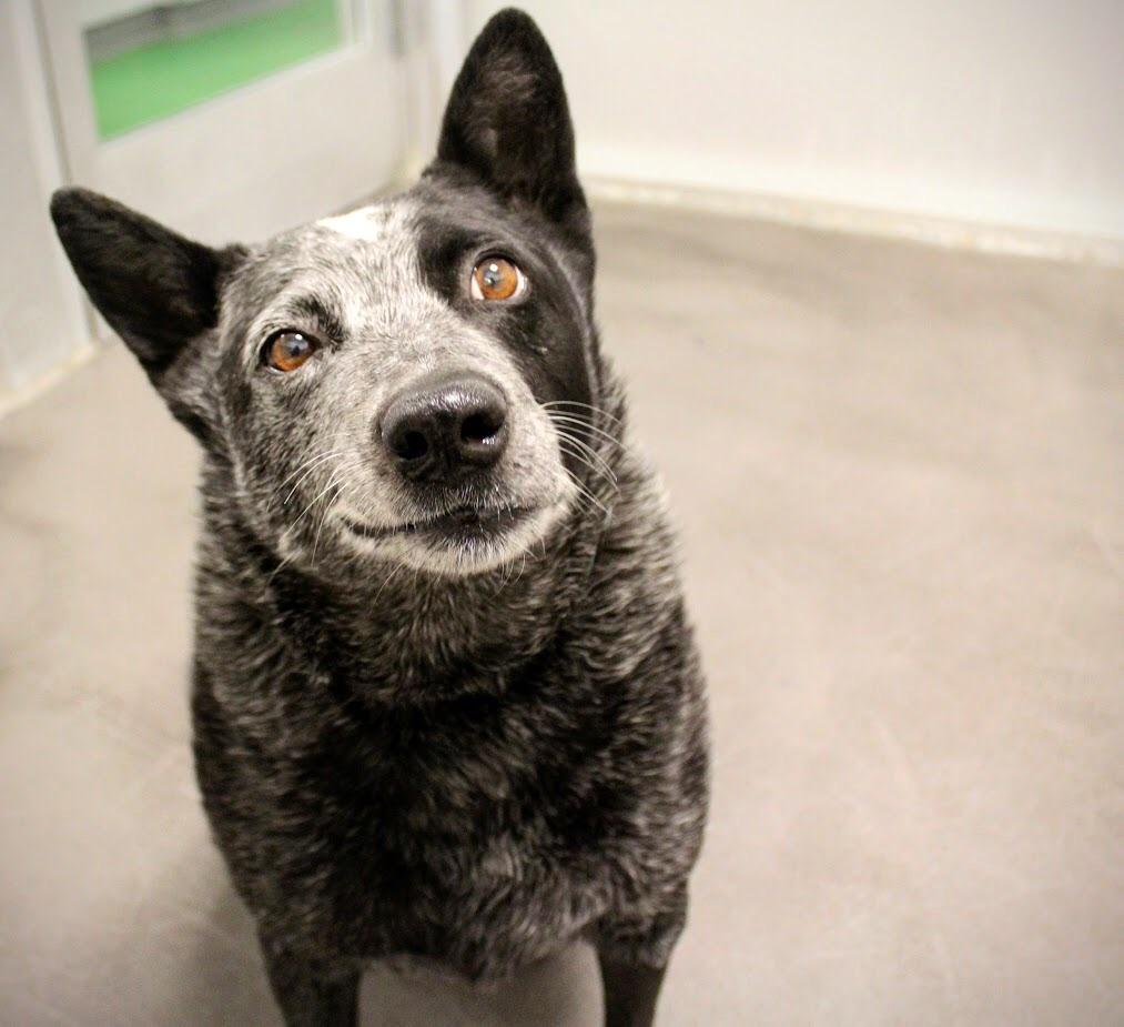 An incredibly cute snapshot of a homeless pup with a hopeful spirit