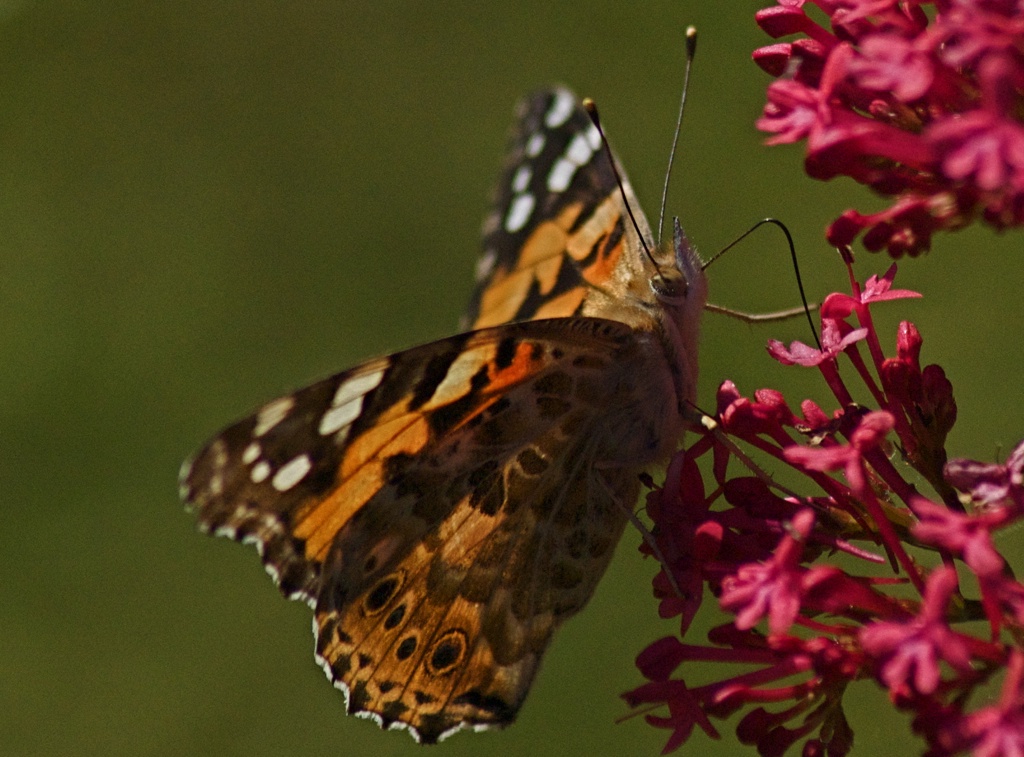 The Enchanting Flutterby