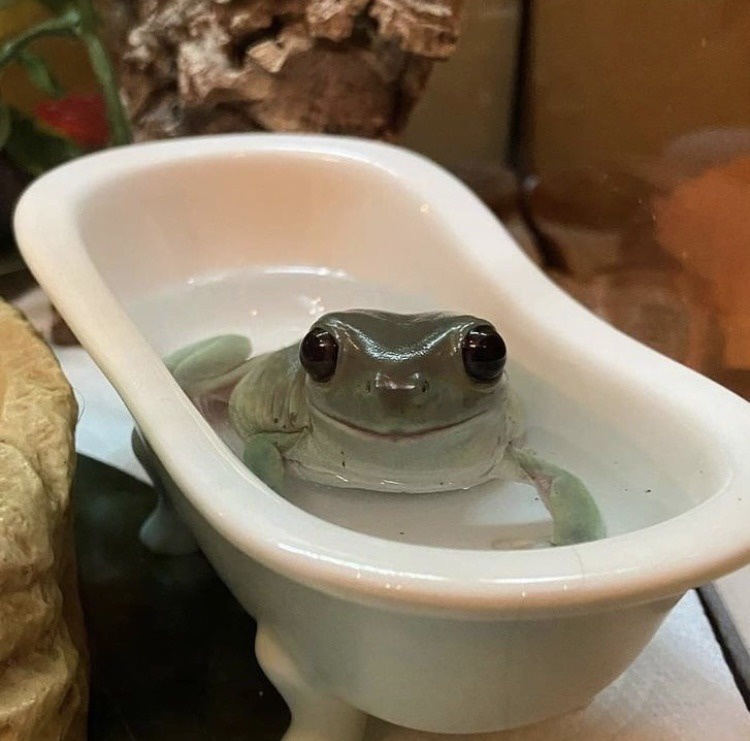 Adorable Frog Moments