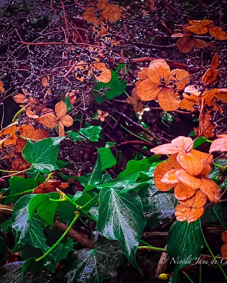 Vibrant Orange Flowers in Full Bloom