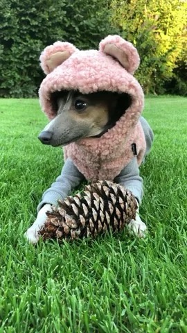 This Pinecone is Mine: A Declaration of Ownership