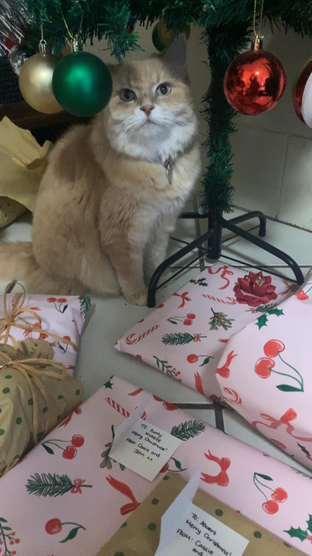 Sending Merry Christmas Wishes from Bailey!