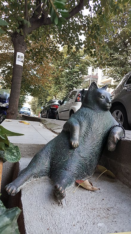 Tombii the Cat: Before and After the Big Move