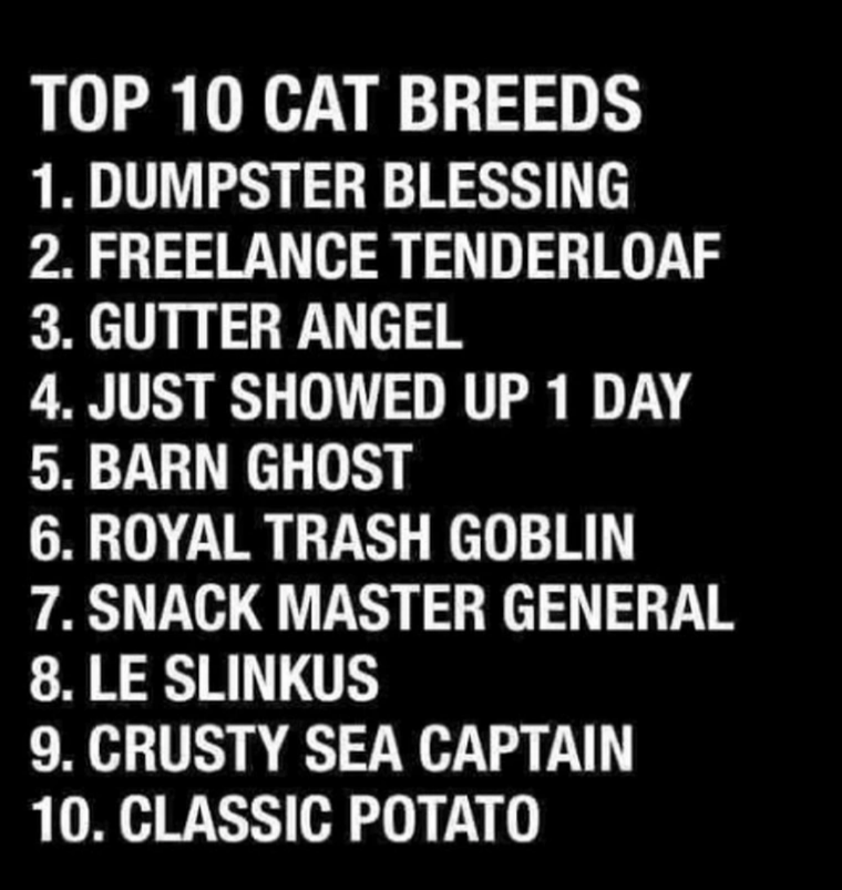 Pre-Tariff Phone Dump: Cat-tastic Edition 3