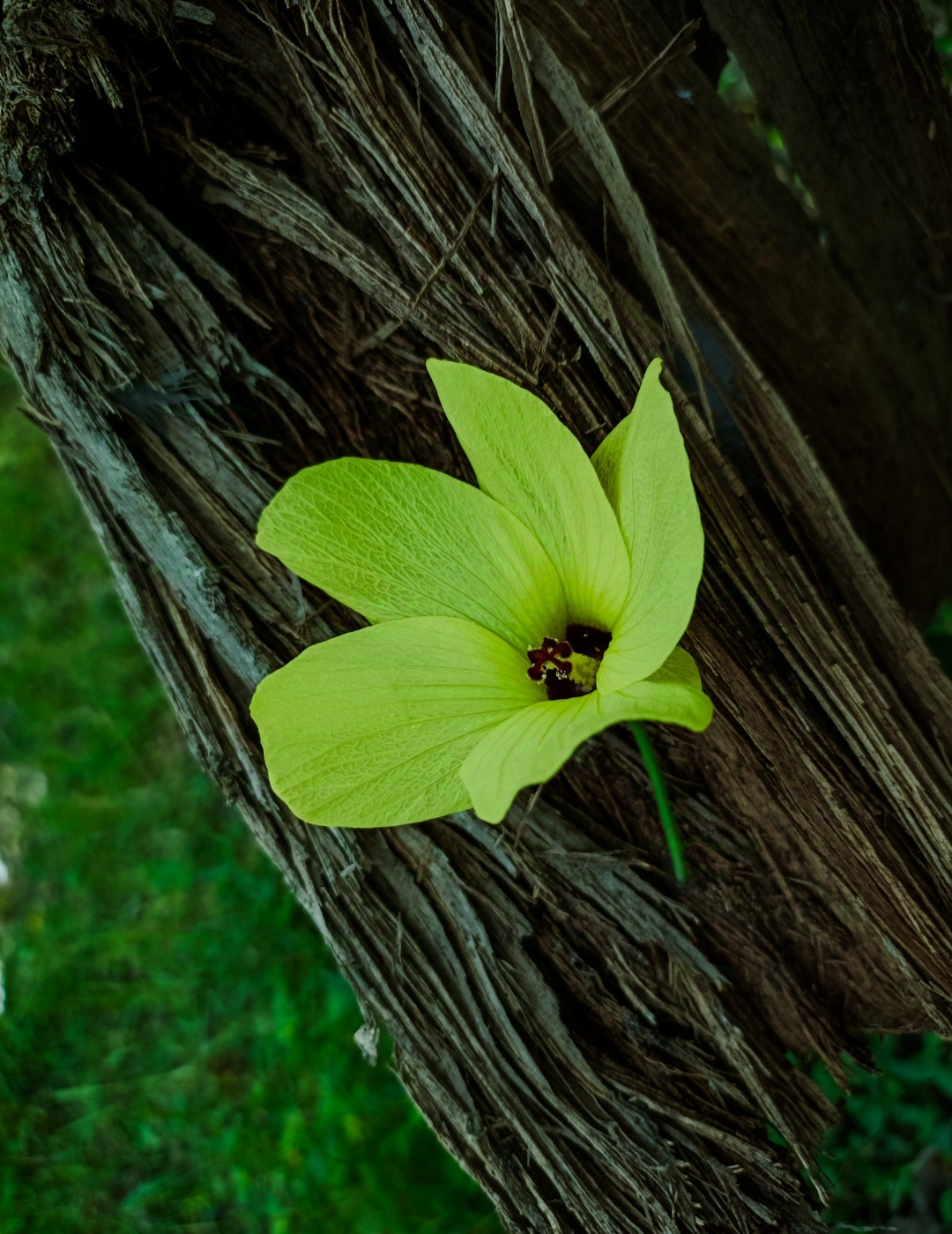 A Stunningly Beautiful Flower