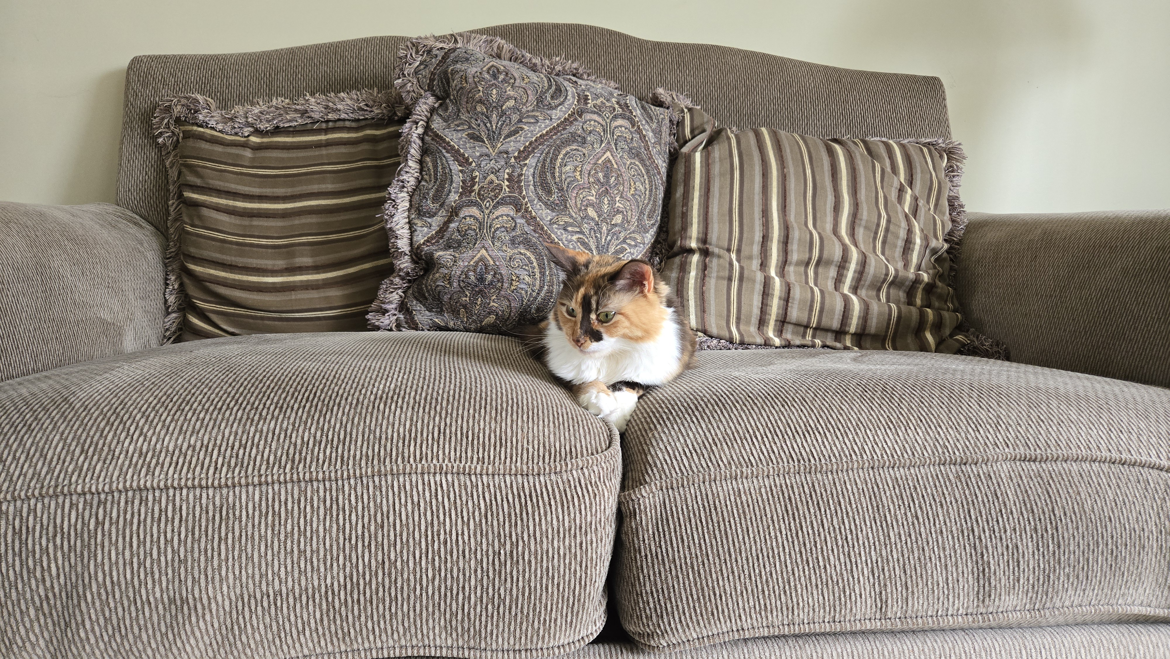 Cuddly Companions: Cats and Couches Unite!