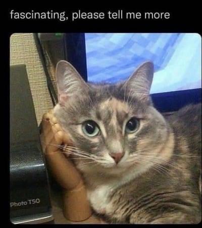 A hefty collection of stolen memes to get you through tough times!