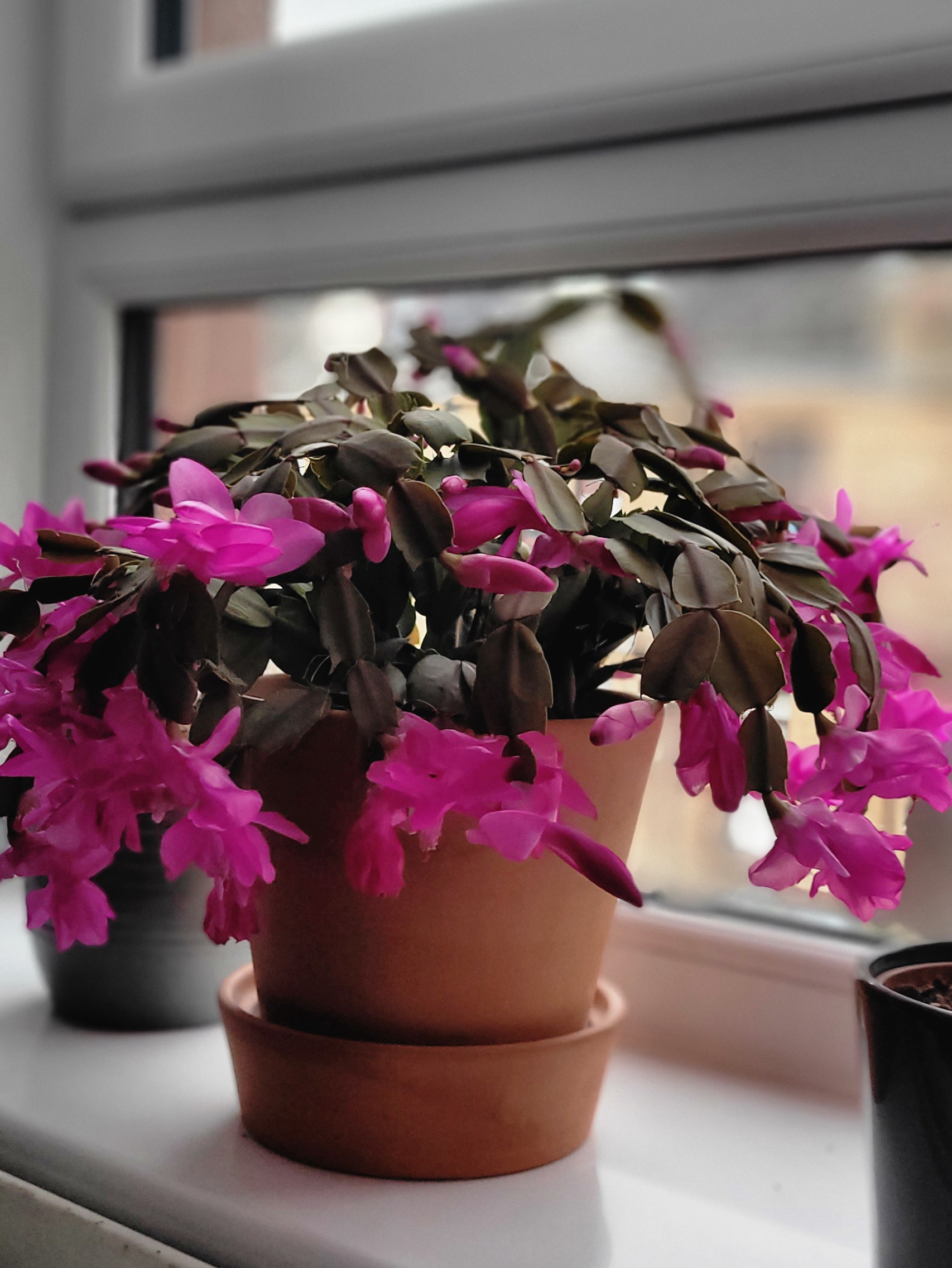 My Christmas Cactus is Blooming Again - Part 2