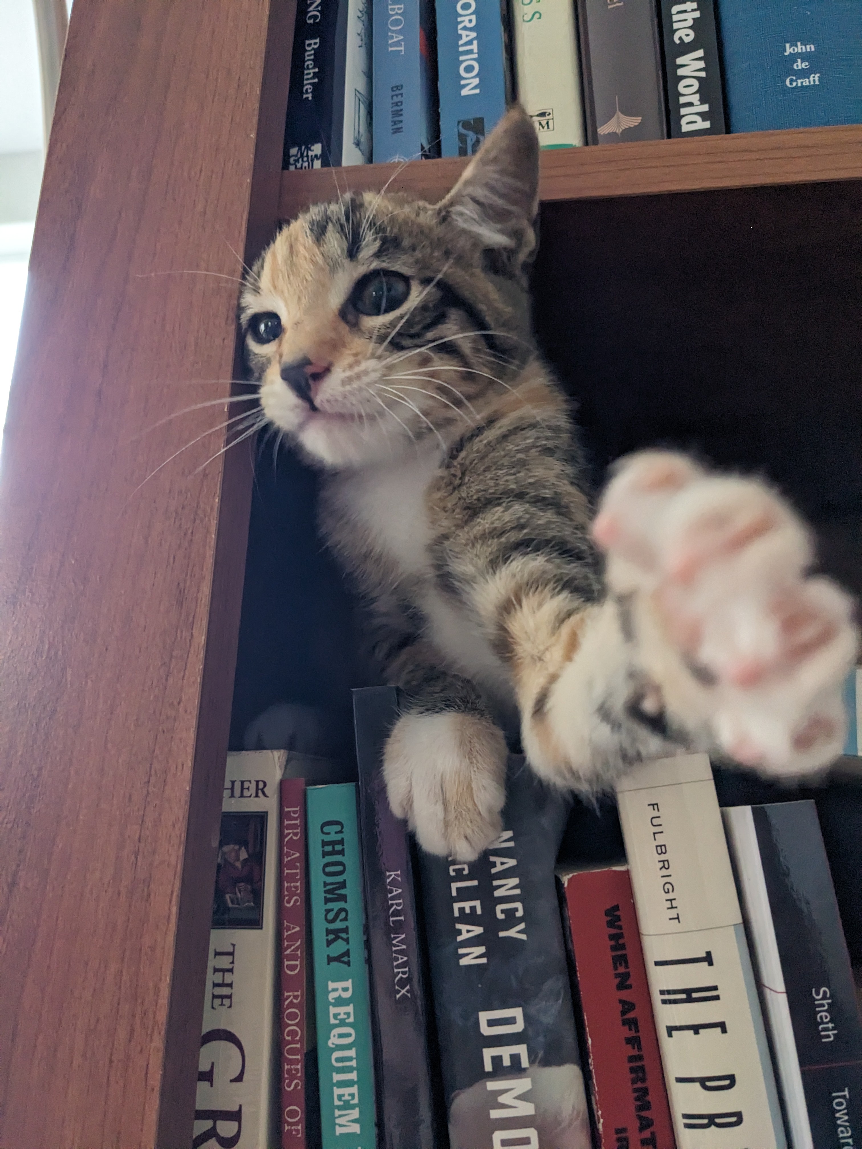 Claws of Wisdom: The Book Edition