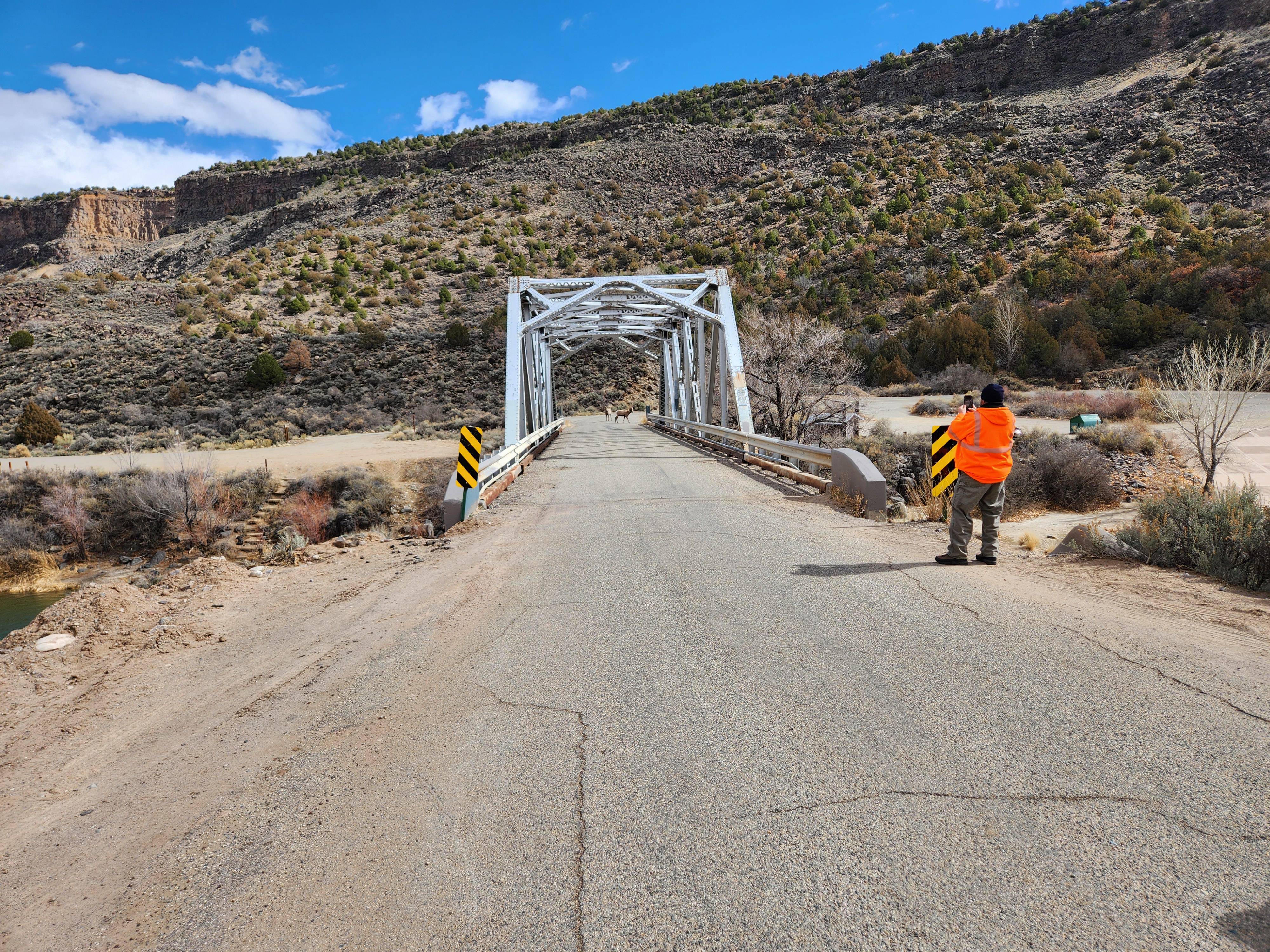 An Unexpected Encounter: Two Bighorn Sheep Strolled Right By Me