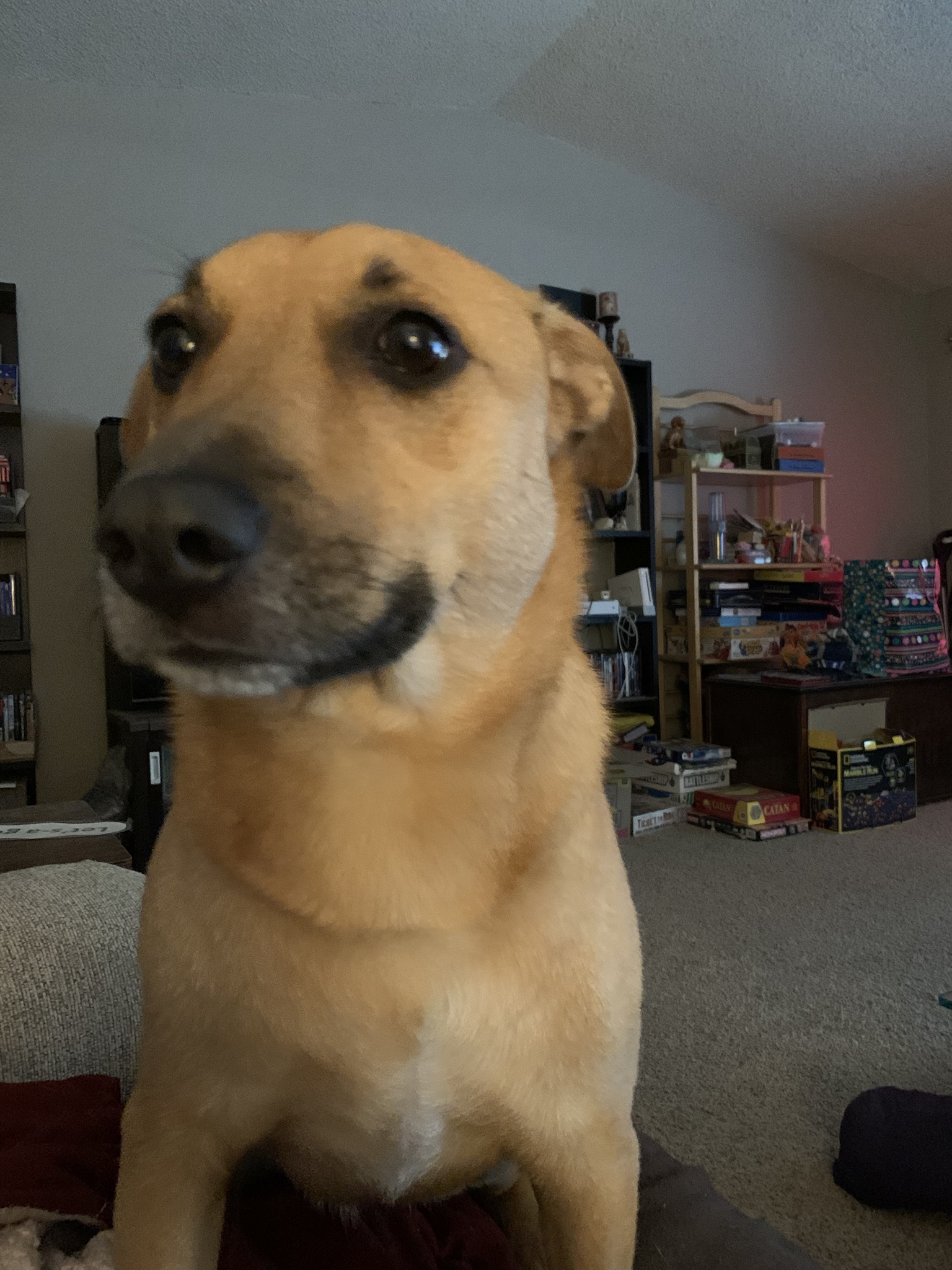Meet Roger, my incredibly photogenic pup!