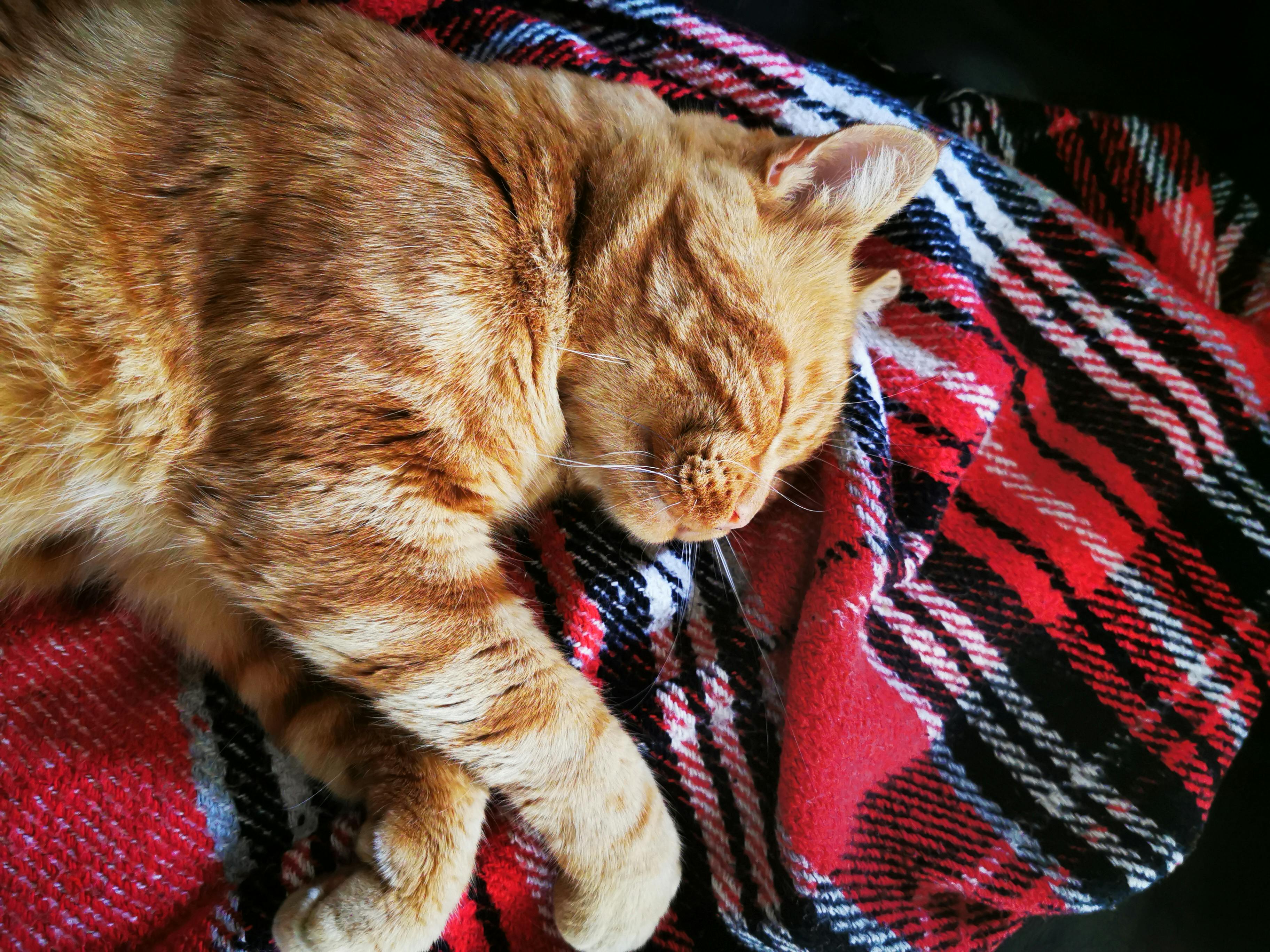 Feeling Joyful: A Little Slice of Happiness