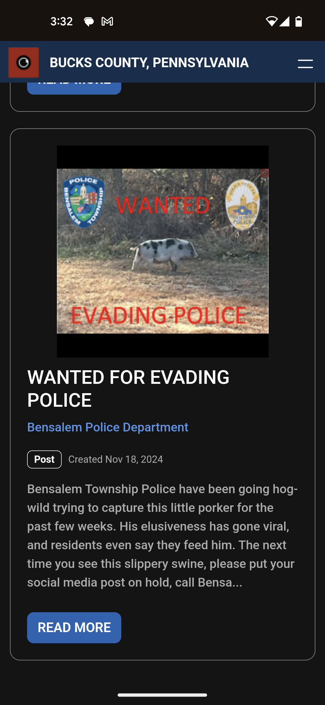 Just a Pig Living Its Best Life