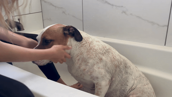 Mr. Happy: Spreading Joy from the Doggy Day Spa