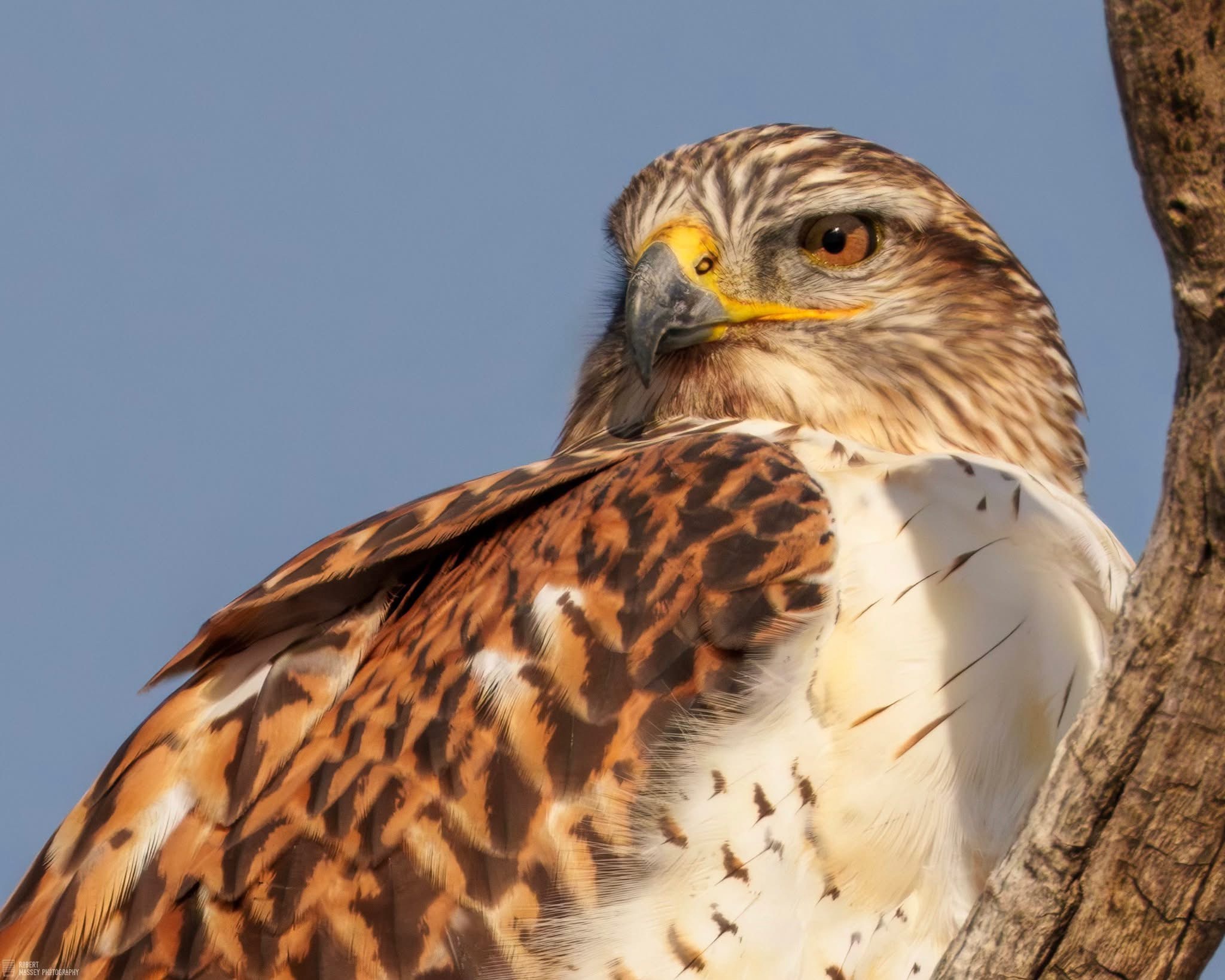 Majestic Hawk in Action