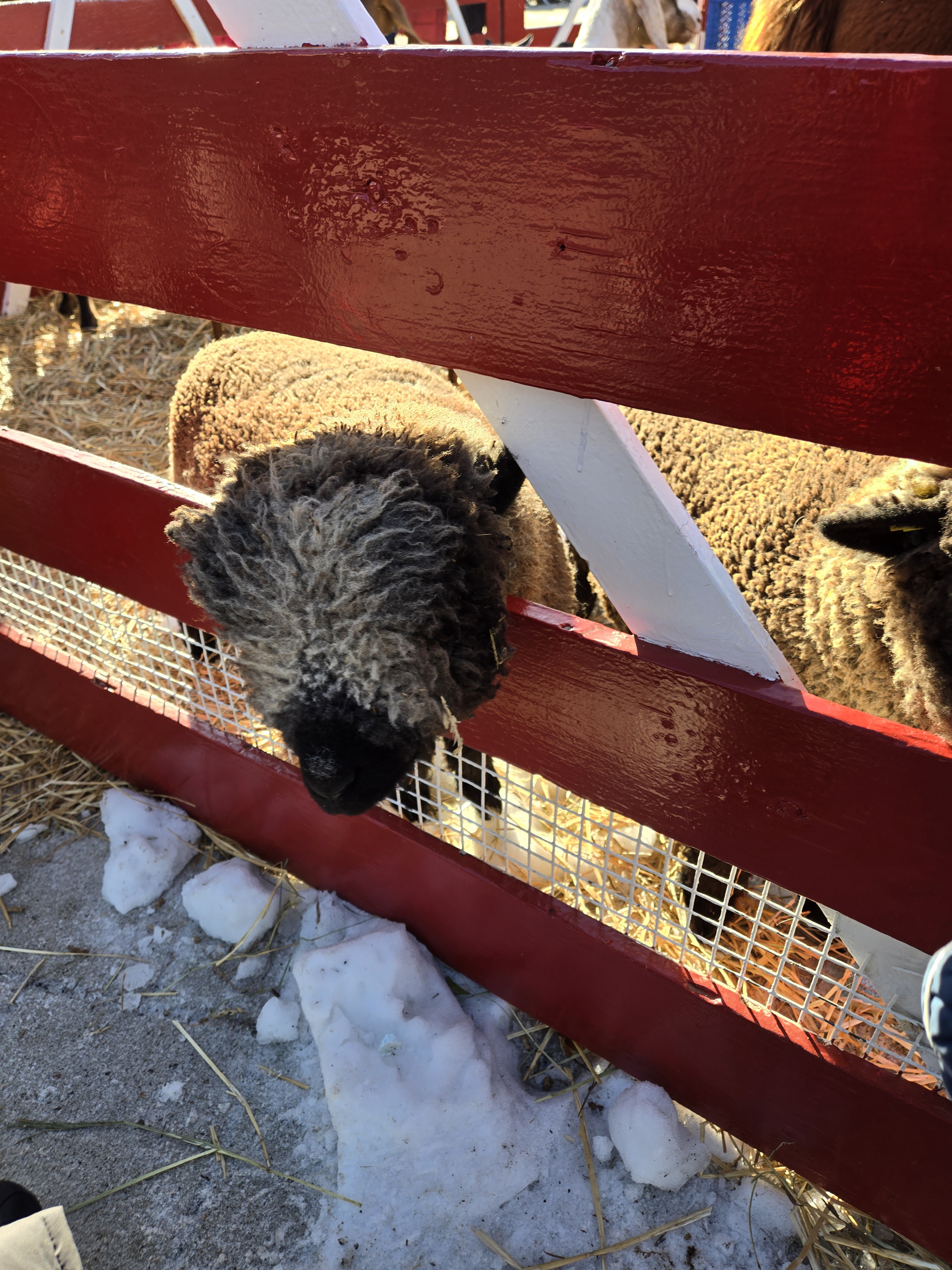 The sheep that stole my heart