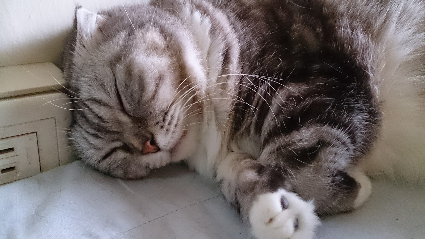 Playful kitty antics
