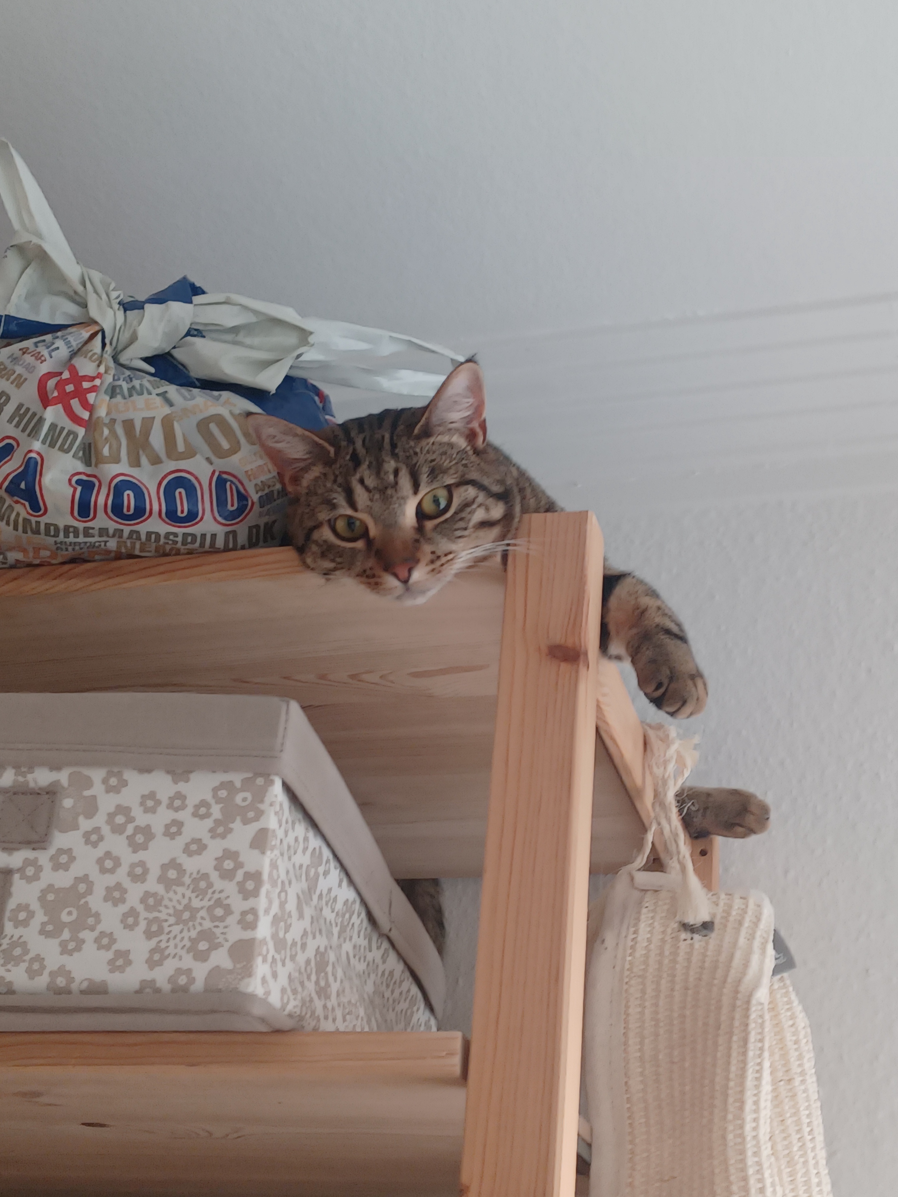 Meet My Feline Friend Nuno