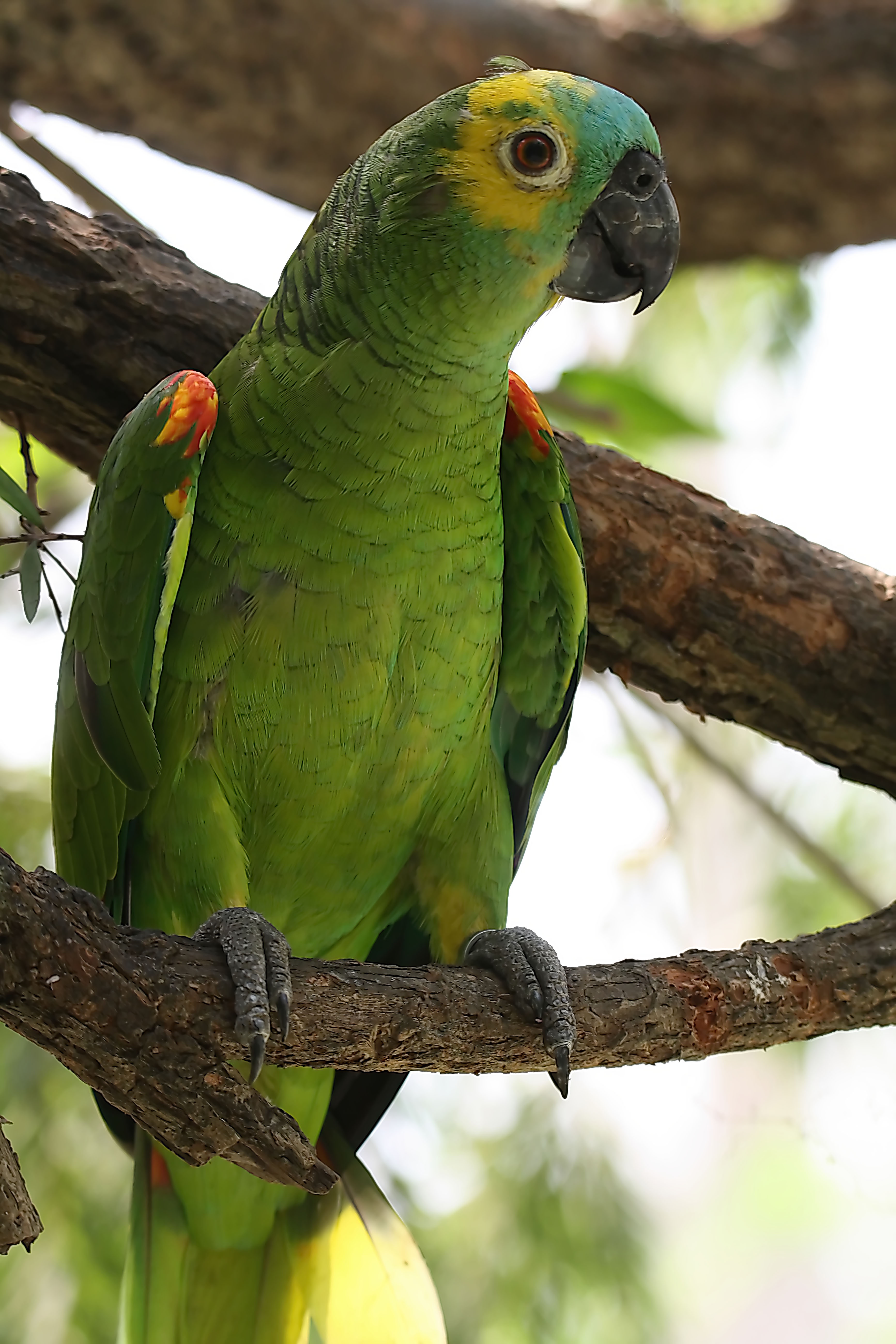 Meet the Blue Fronted Amazon Parrot
