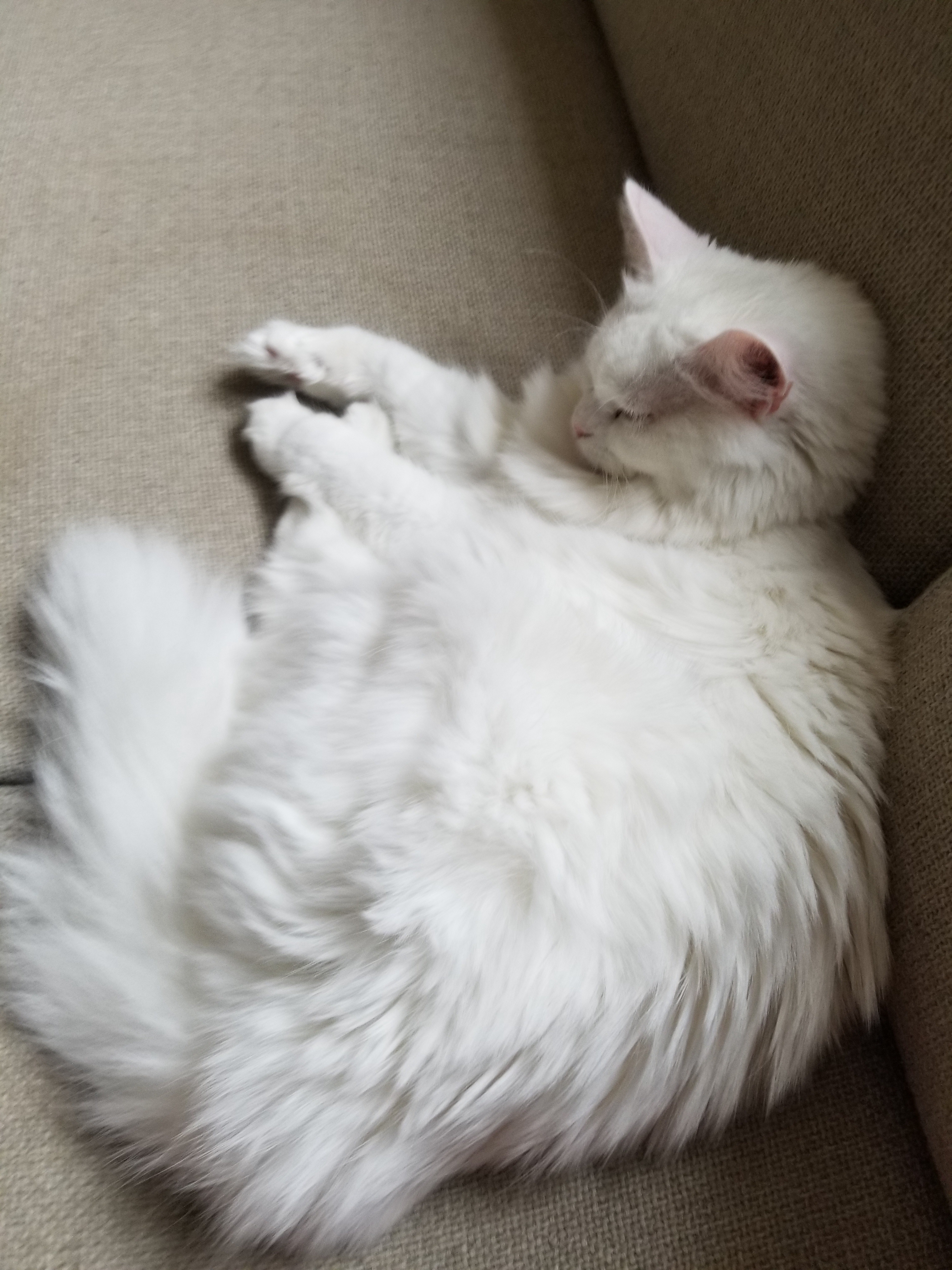 My fluffy white cat Snow taking a well-deserved nap after being a little troublemaker