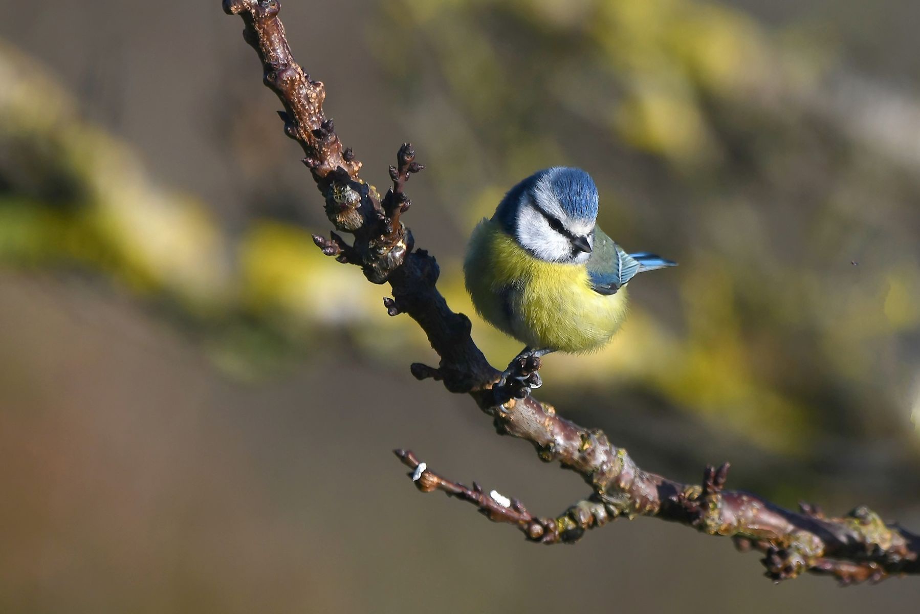 Mésange bleue: A glimpse of France's Vienne region on December 24th