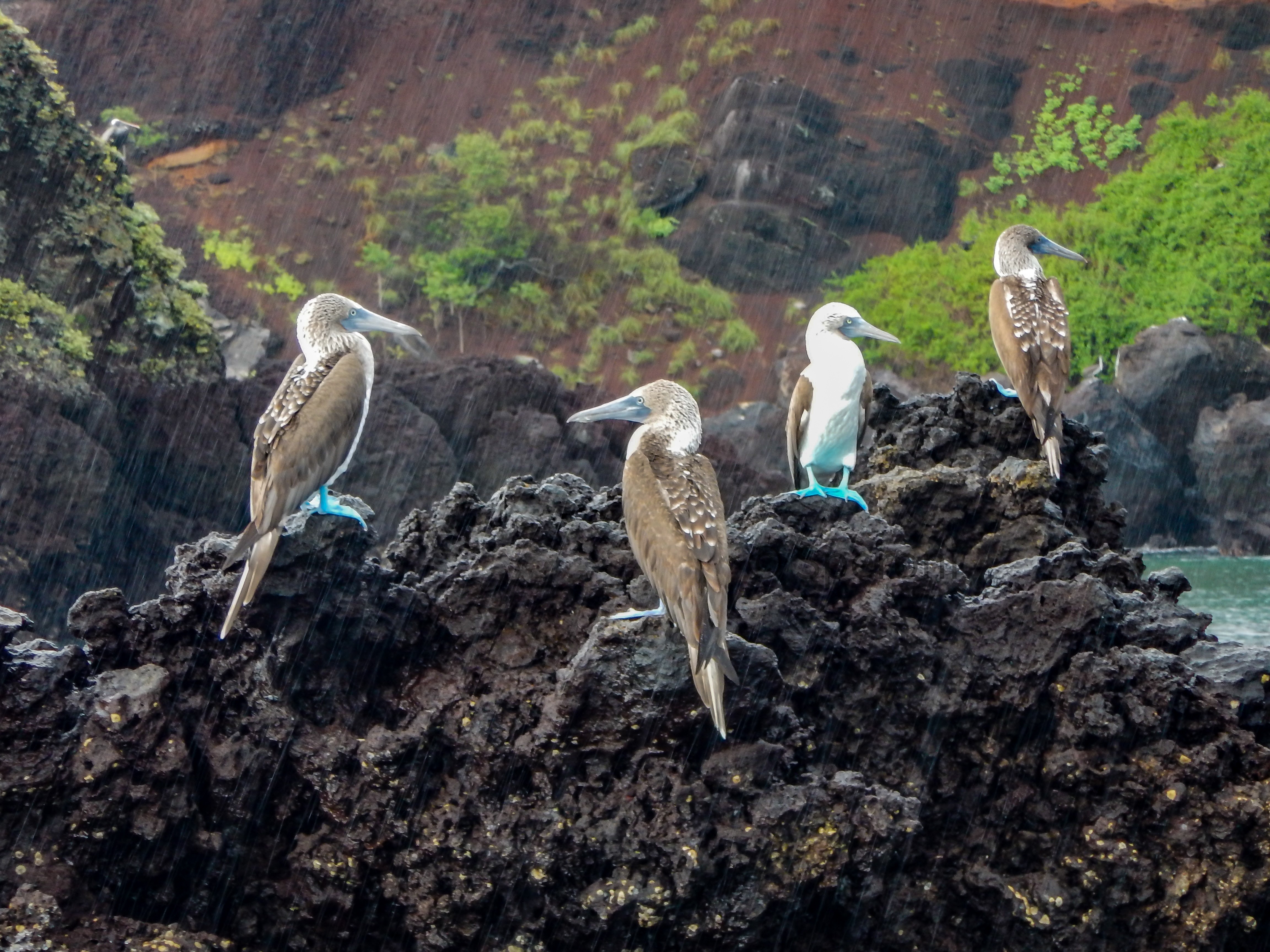 Rainy Day Wildlife: Wet and Wild!