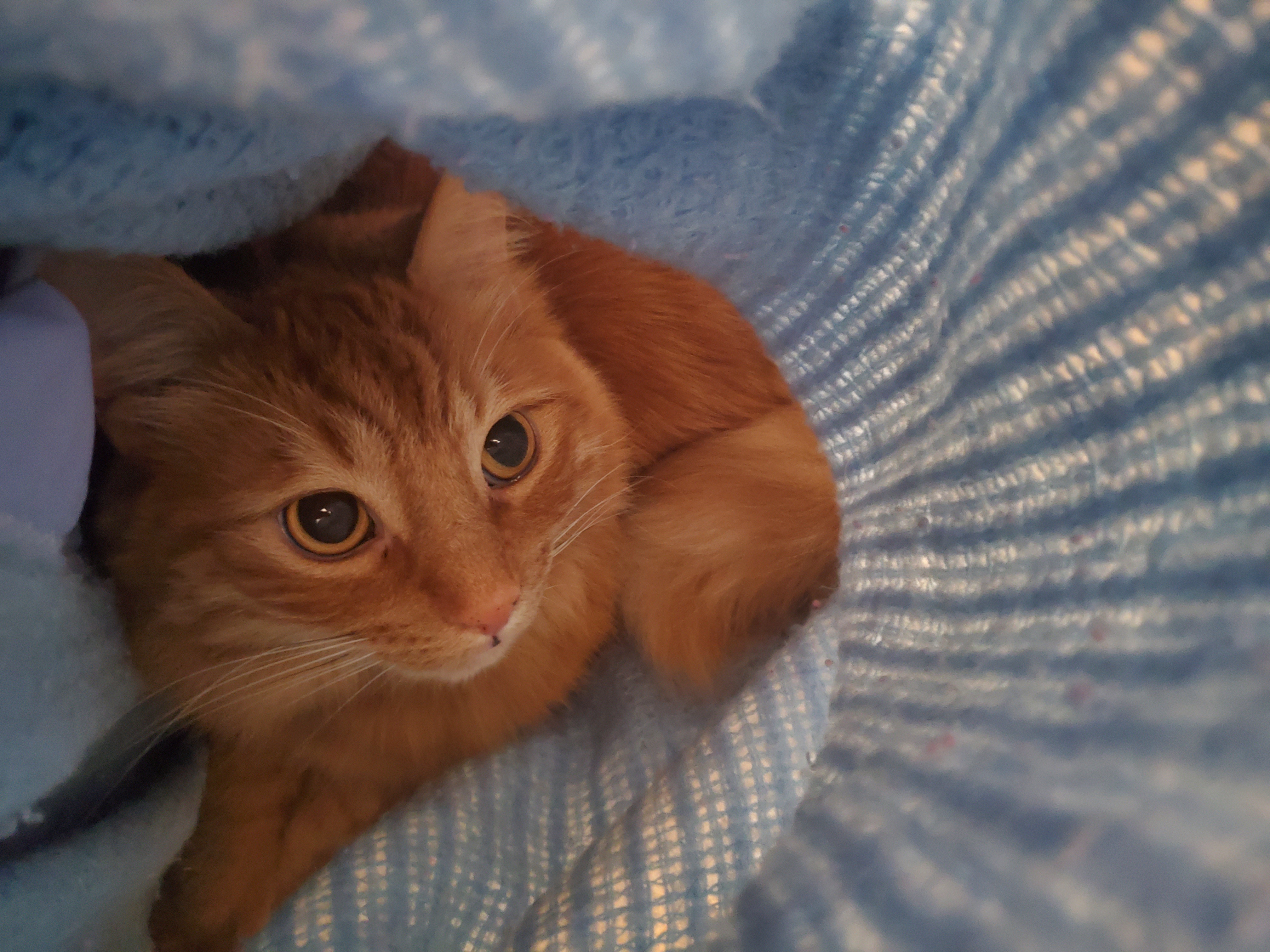 Meet Queso: The Beloved Orange Twit Who Adores Bananas