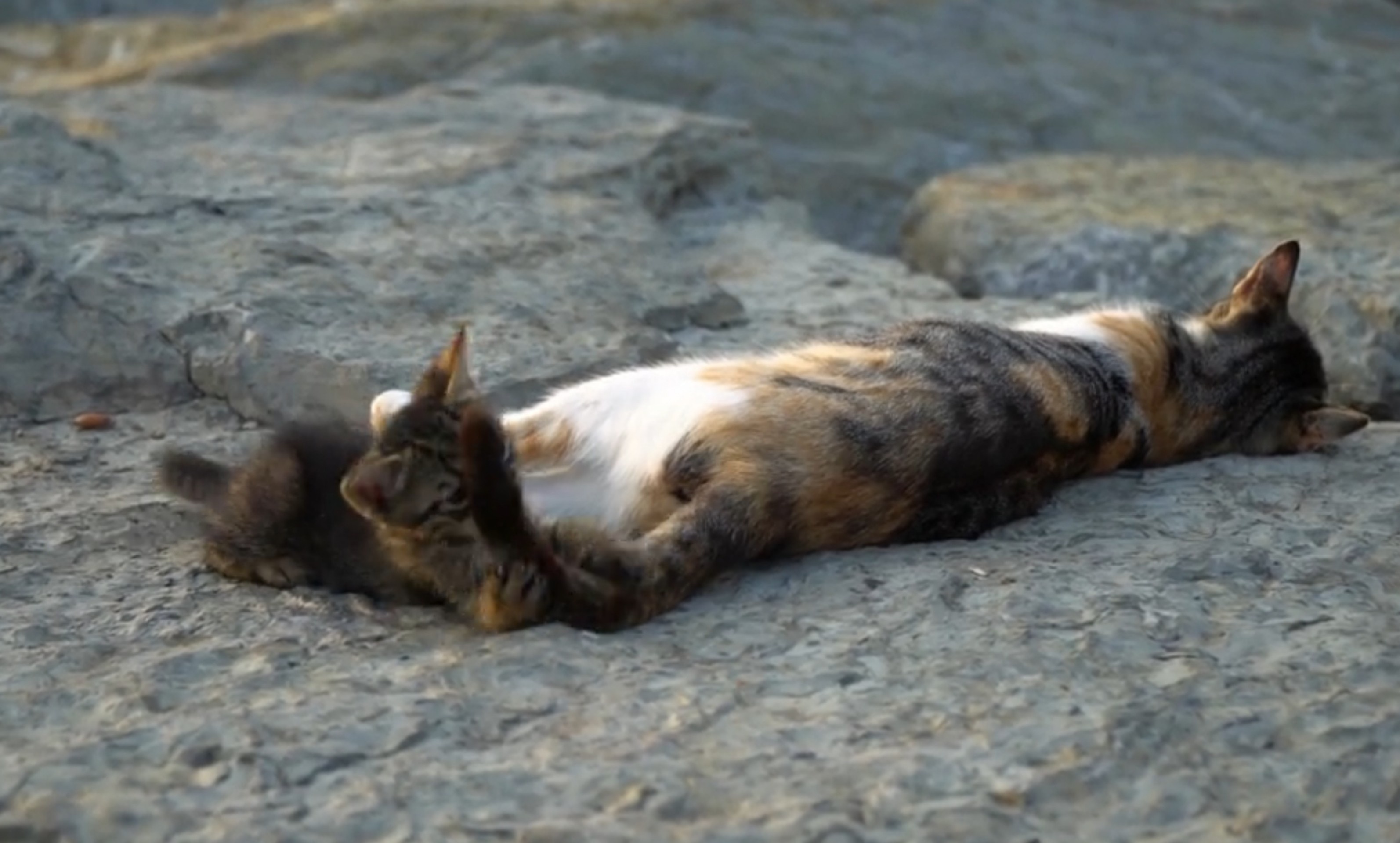 Mom's Irresistibly Tempting Tail...
