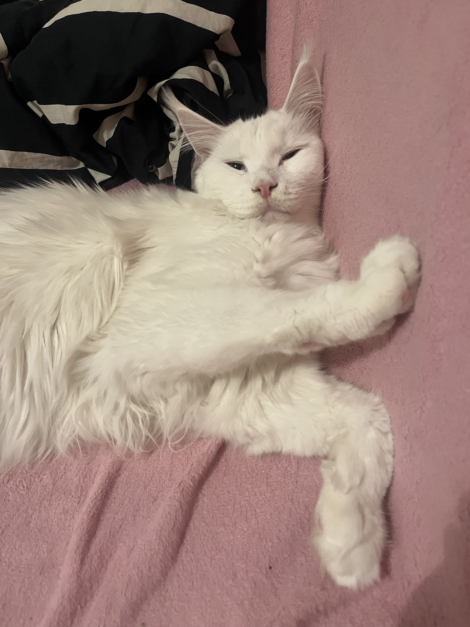 Meet Gandalf the Cat: The Feline Wizard