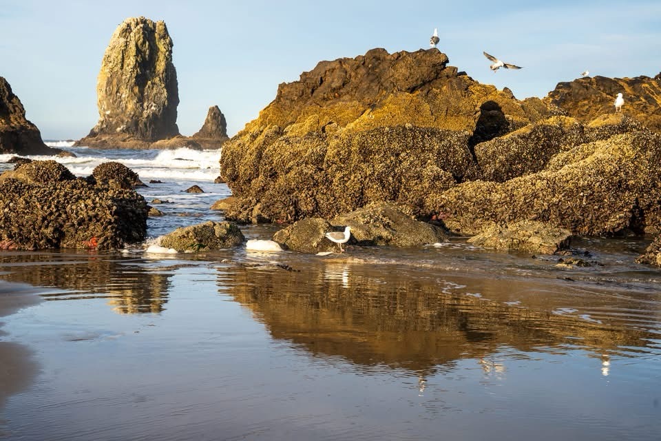 The Serene Coastline
