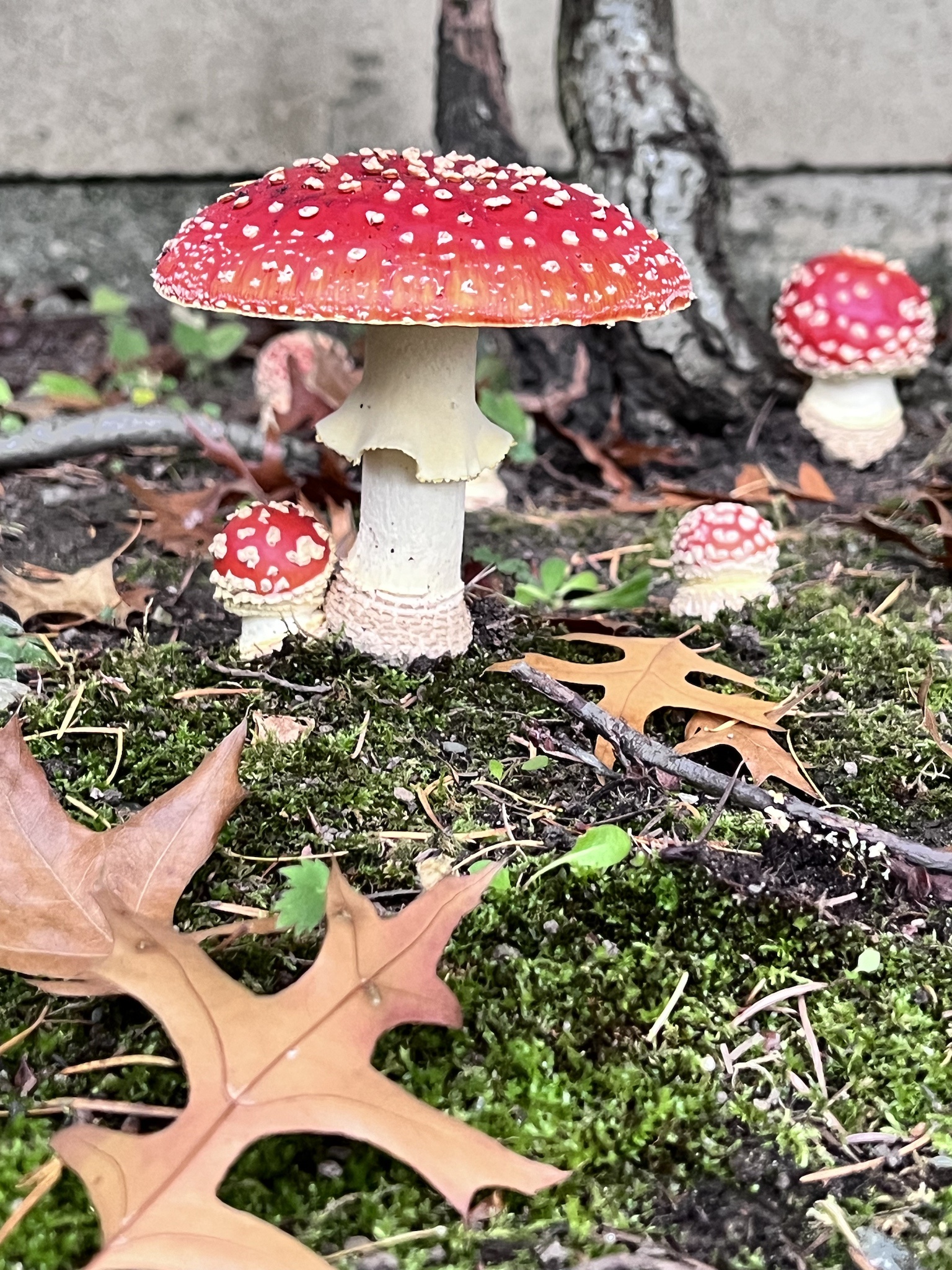 Authentic Wild Mushrooms!