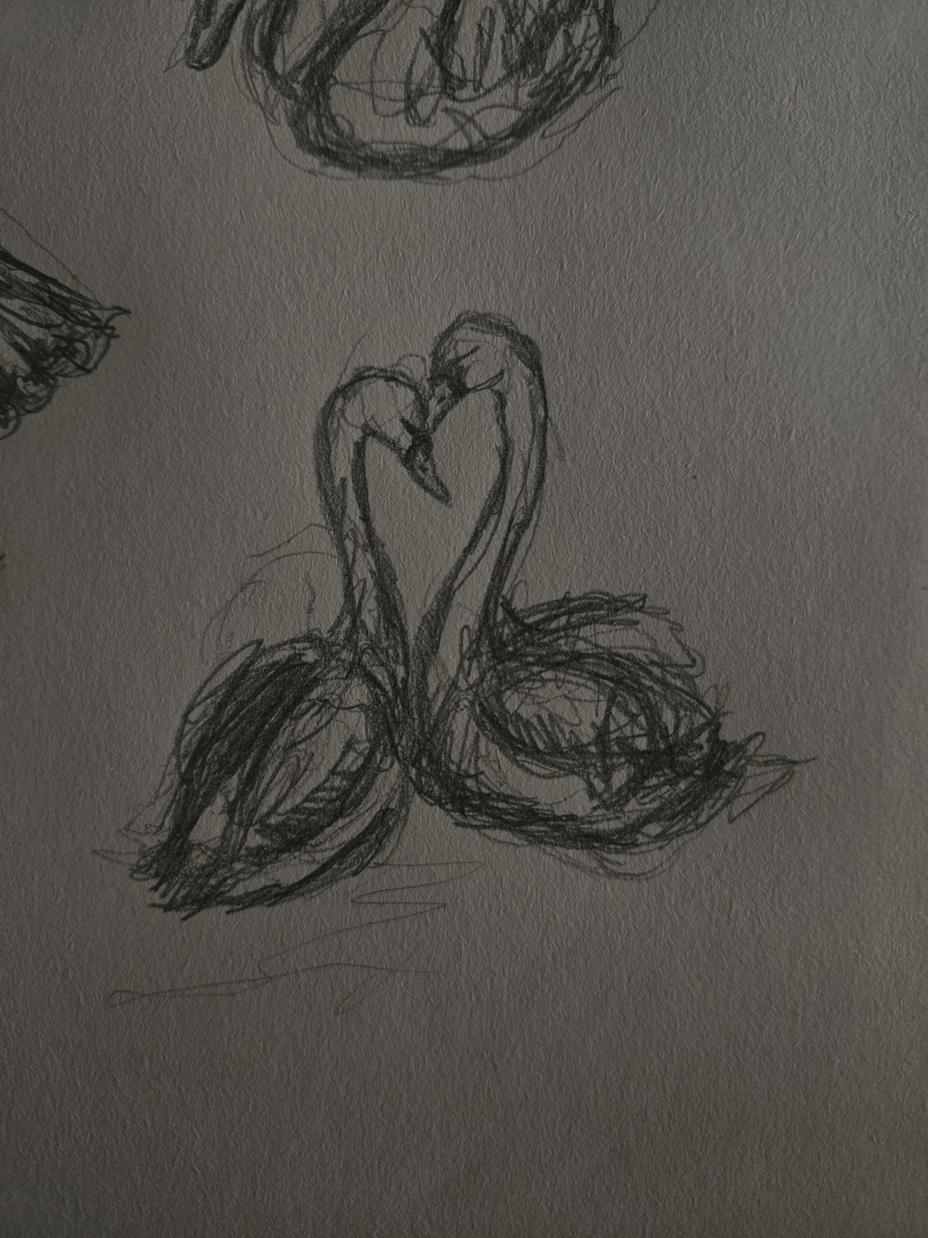 A Quick Sketch of Elegant Swans