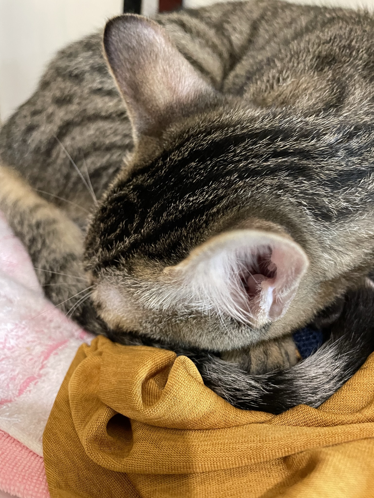 Dreamy Moments with a Sleeping Cat