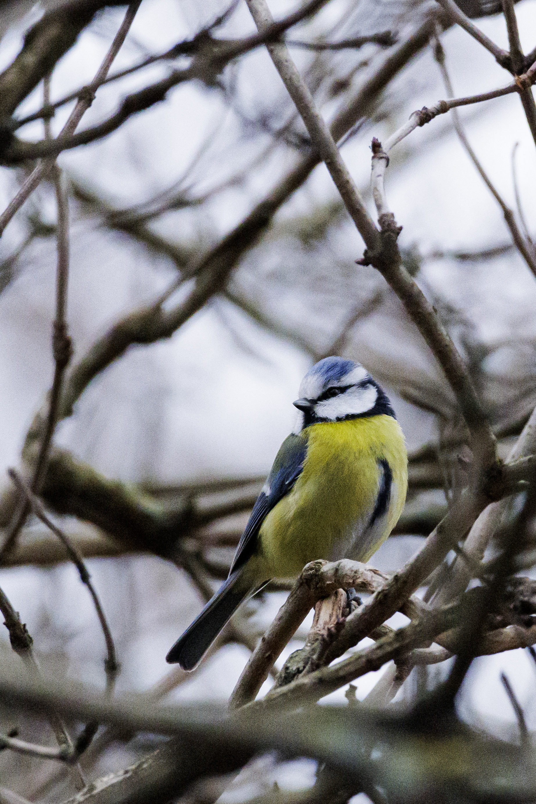 Celebrating Nature: Day 60 - Proudly Cerulean!