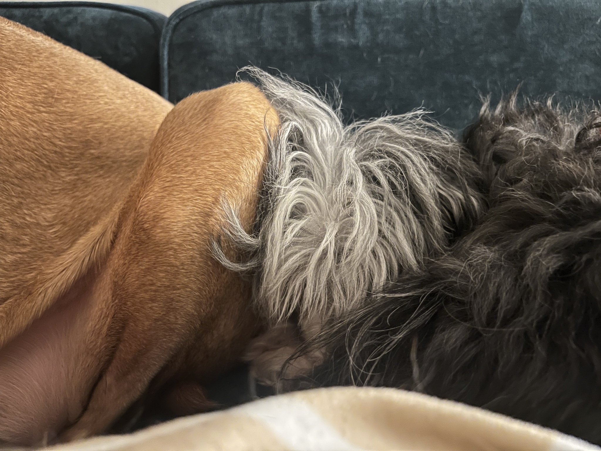 Best Friends Forever: The Unbreakable Bond