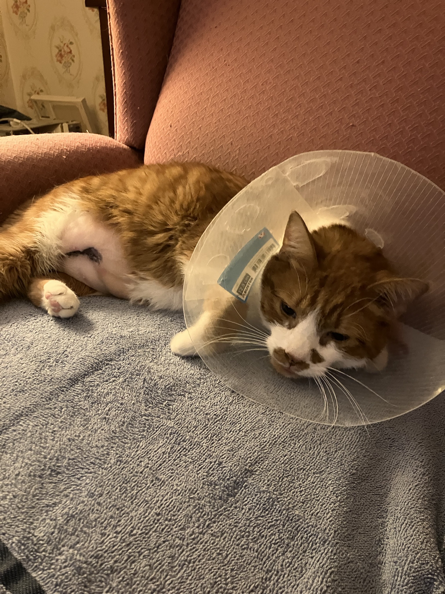 Buddy the Kitty's Emergency Surgery: A Brave Little Fighter