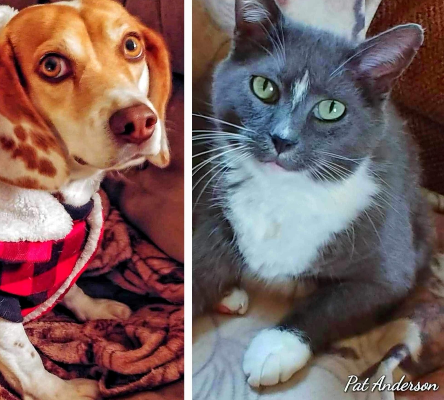 Adventures of Luna and Kat