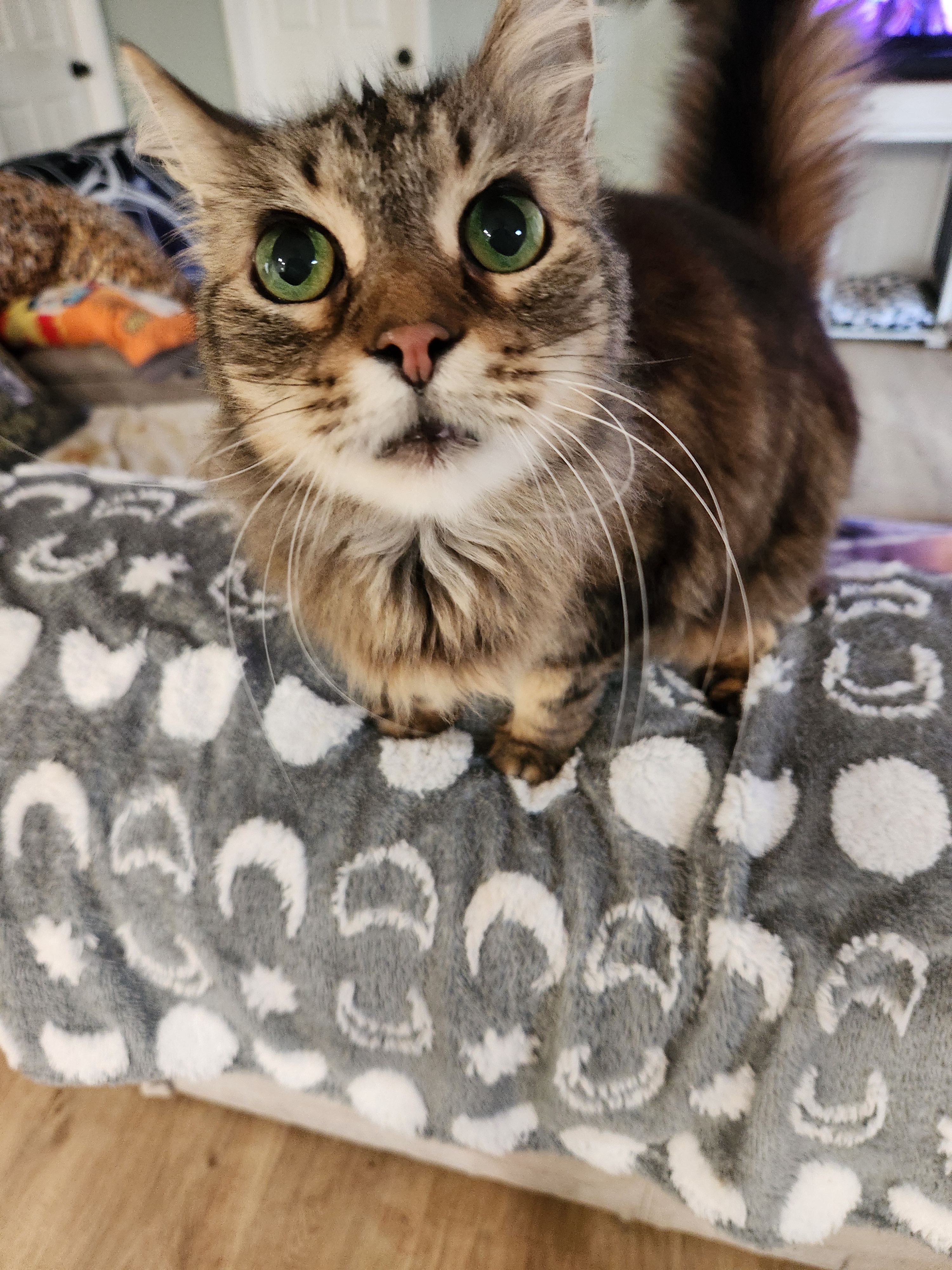 Meet Motley the Cat: The Feline Star