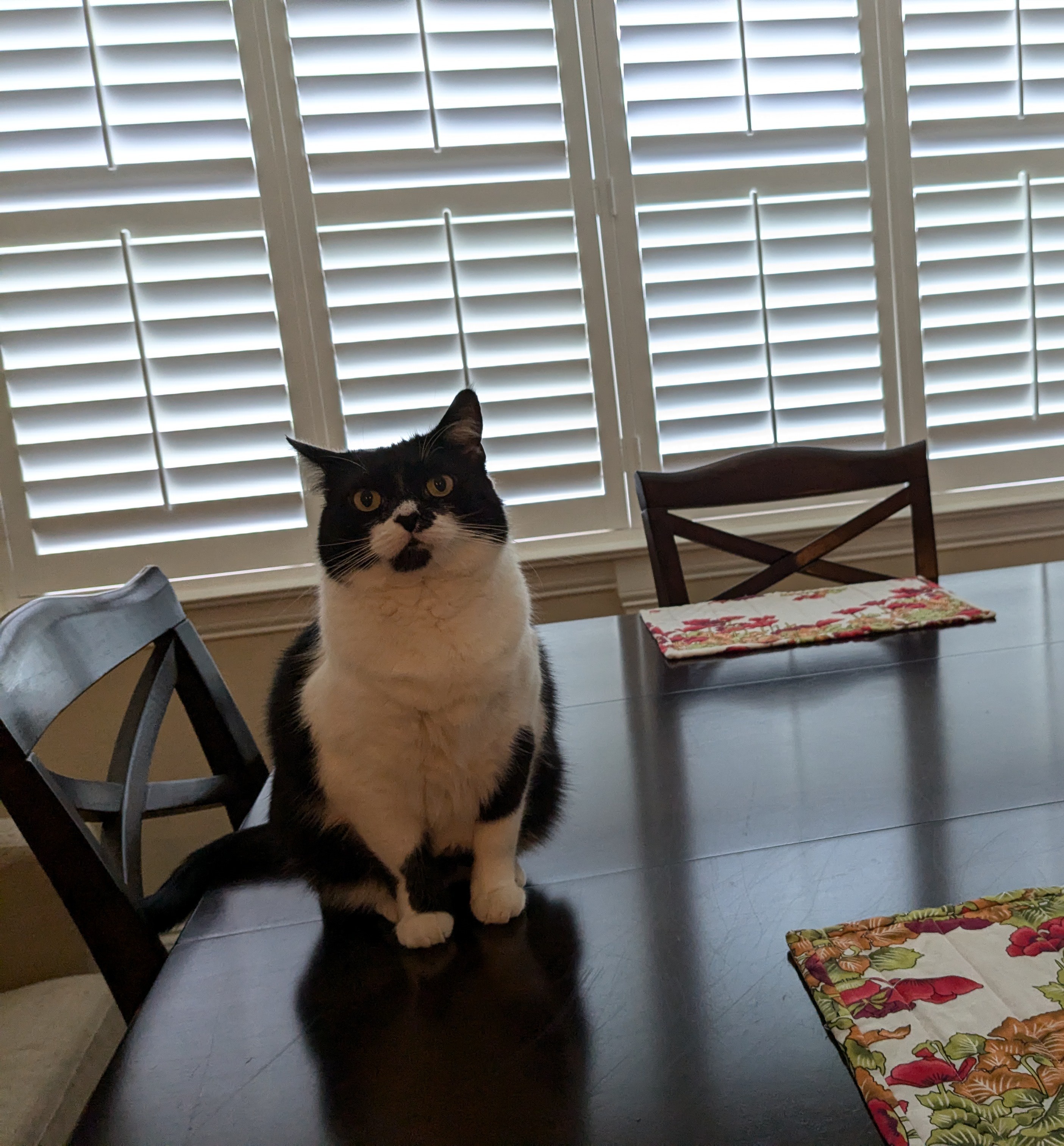 She's Not Overweight, Just Adorably Fluffy