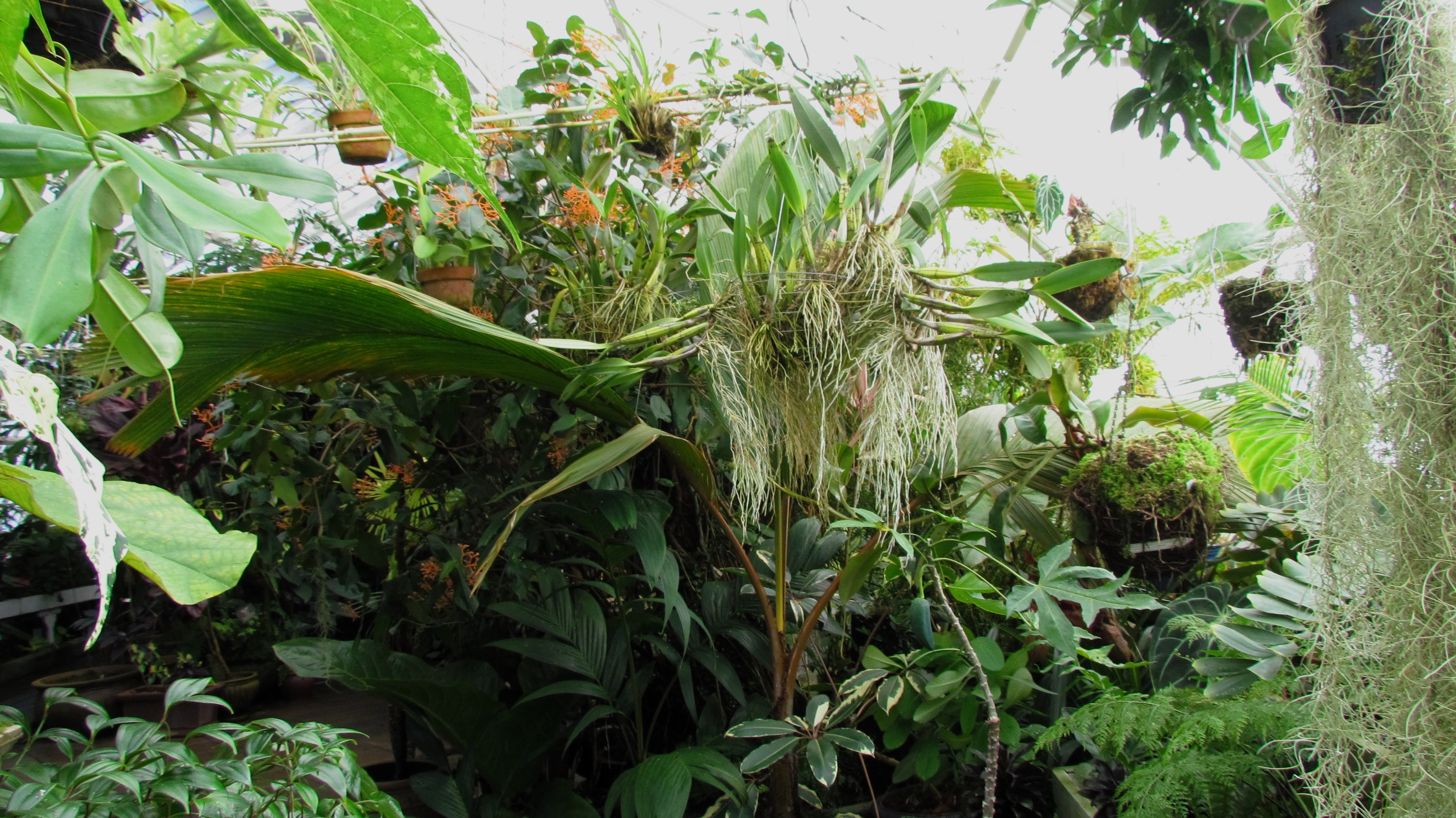 Exploring Beauty at the Conservatory of Flowers